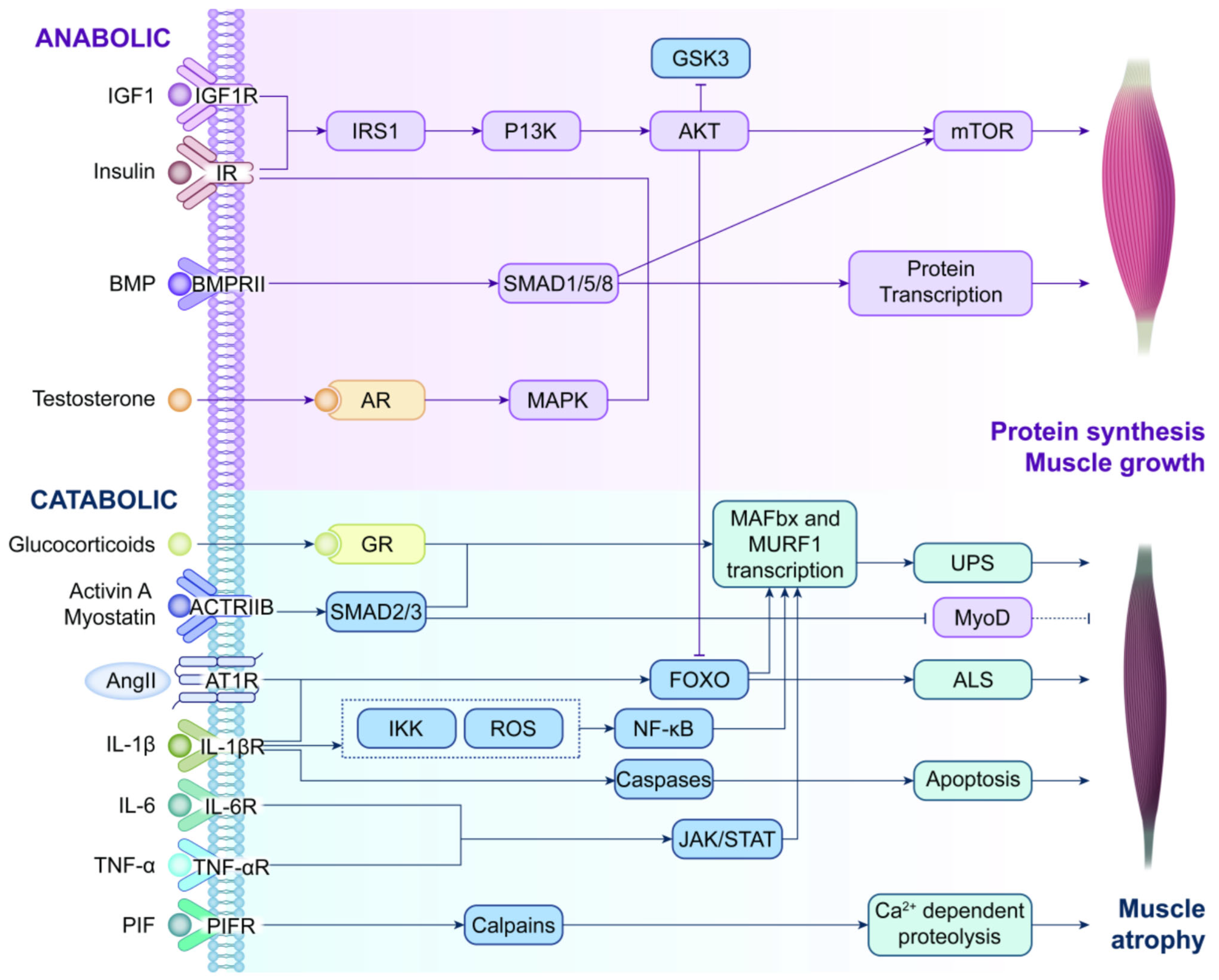 Cancers 18 00104 g004