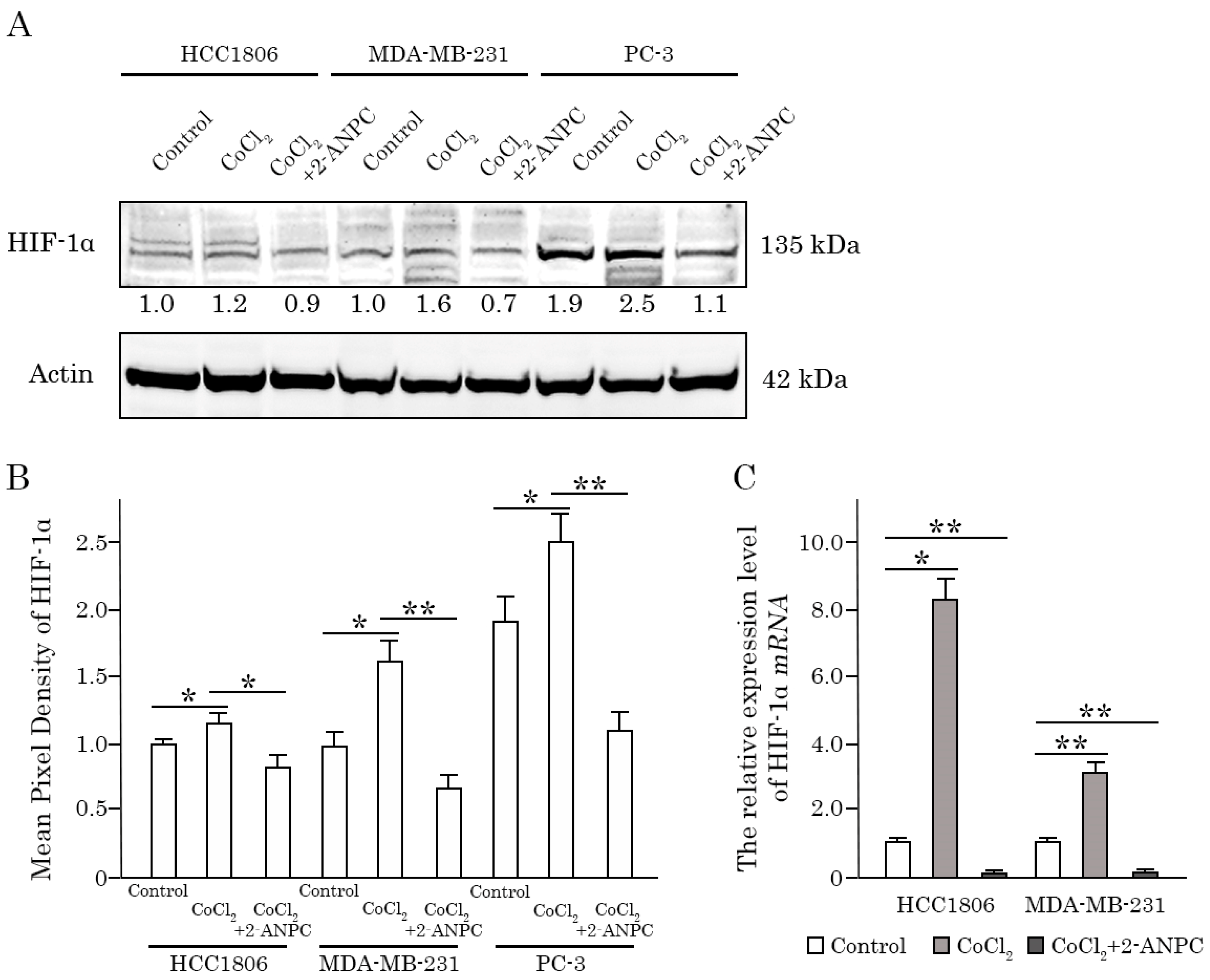 Cancers 18 00115 g004 Cancers 18 00115 g004
