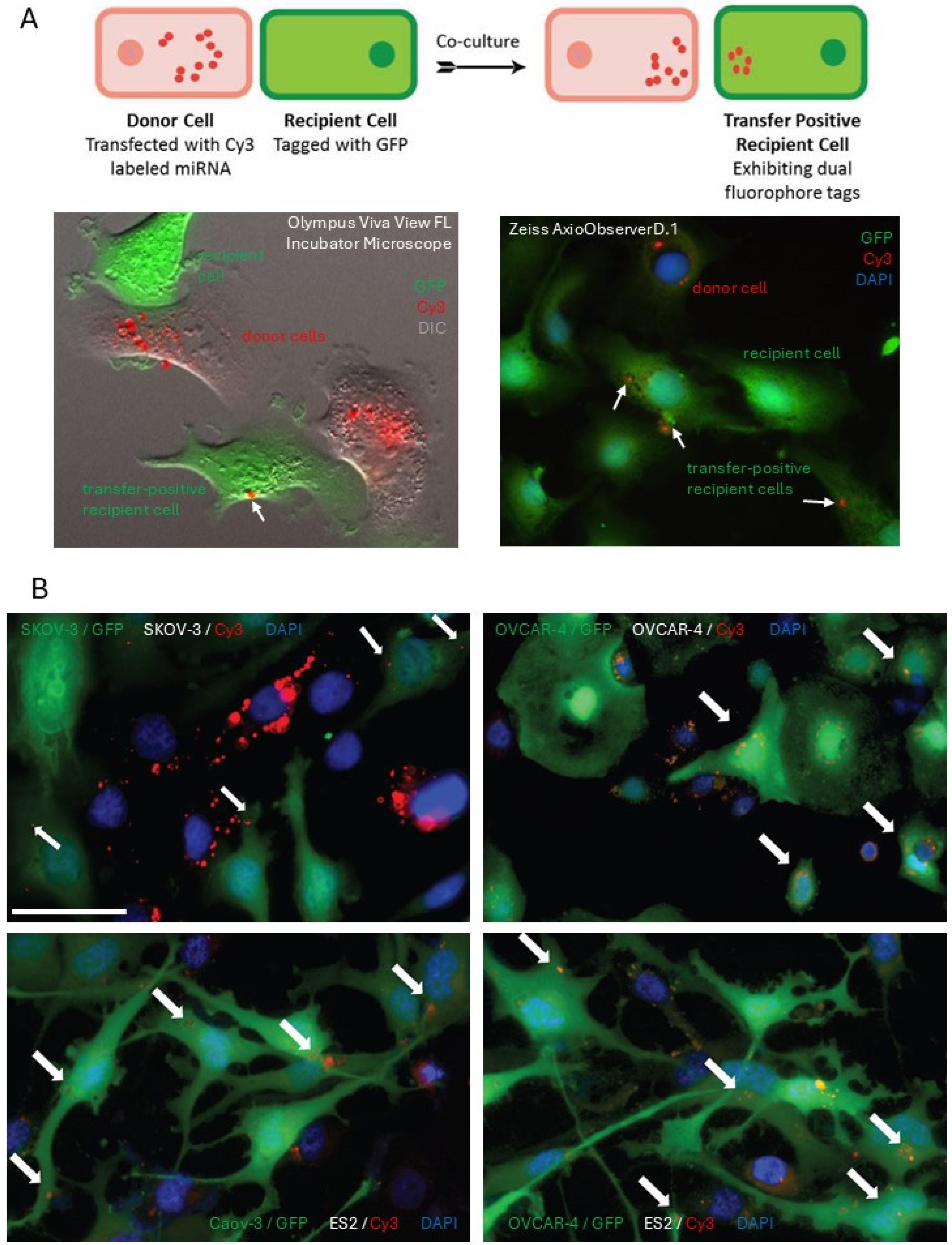 Cancers 18 00166 g001