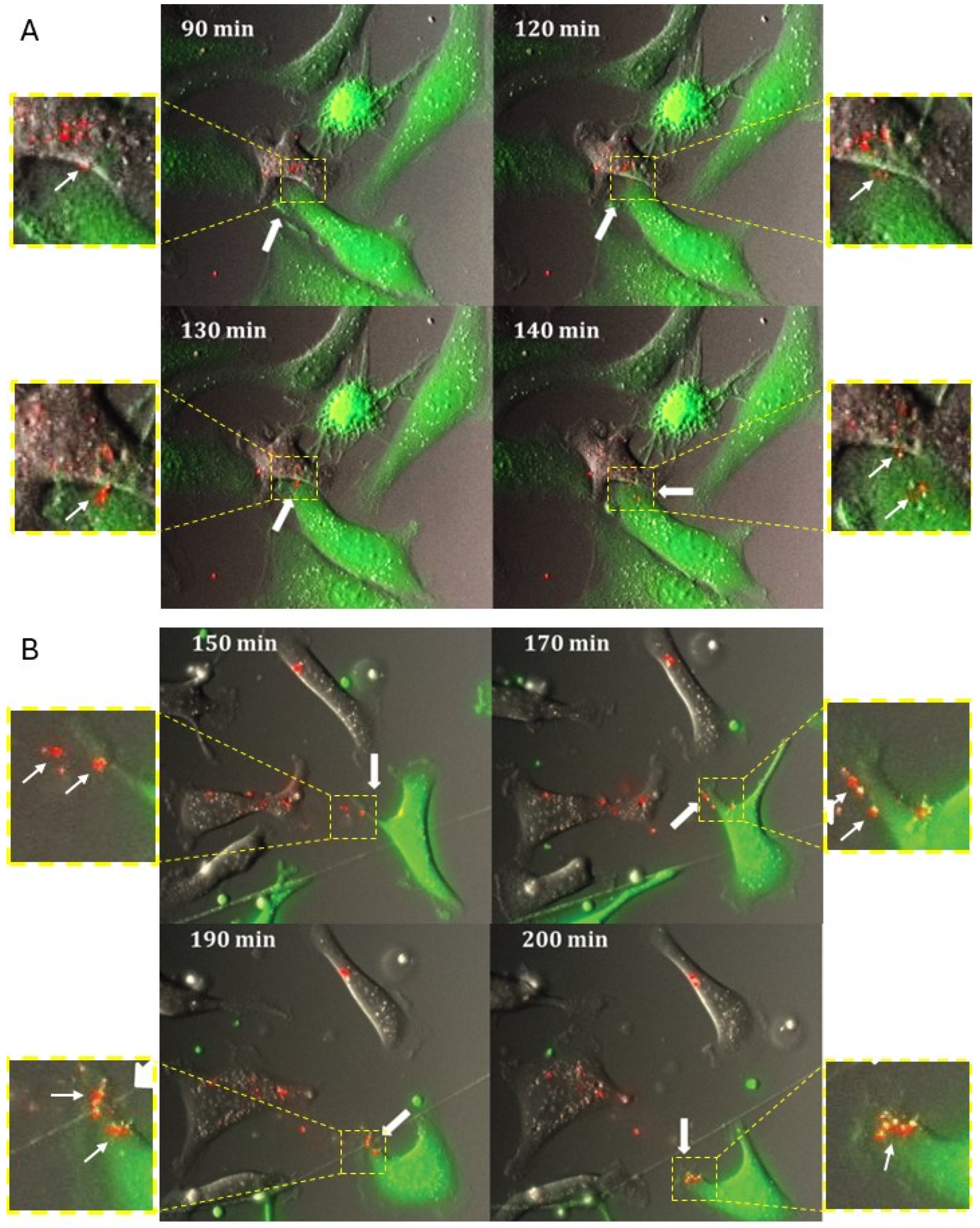 Cancers 18 00166 g006