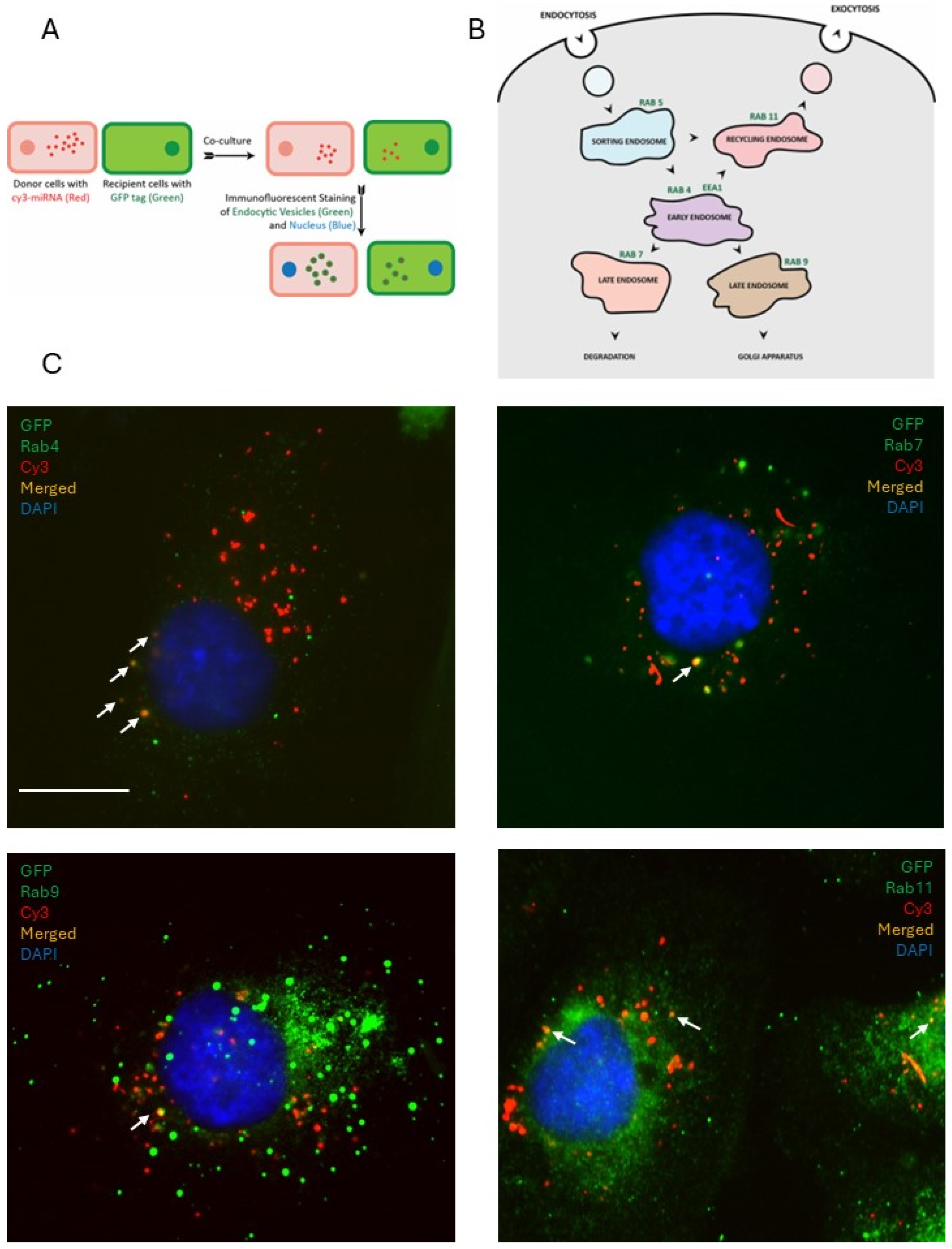 Cancers 18 00166 g008