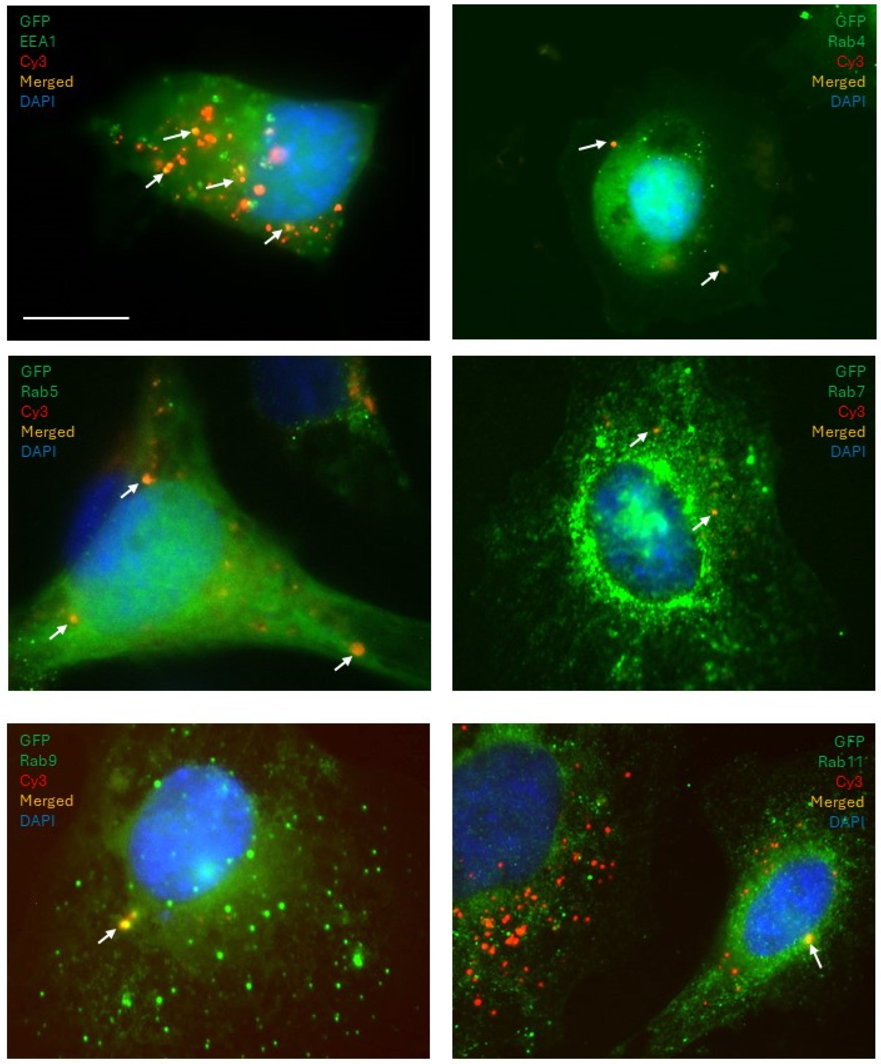 Cancers 18 00166 g009