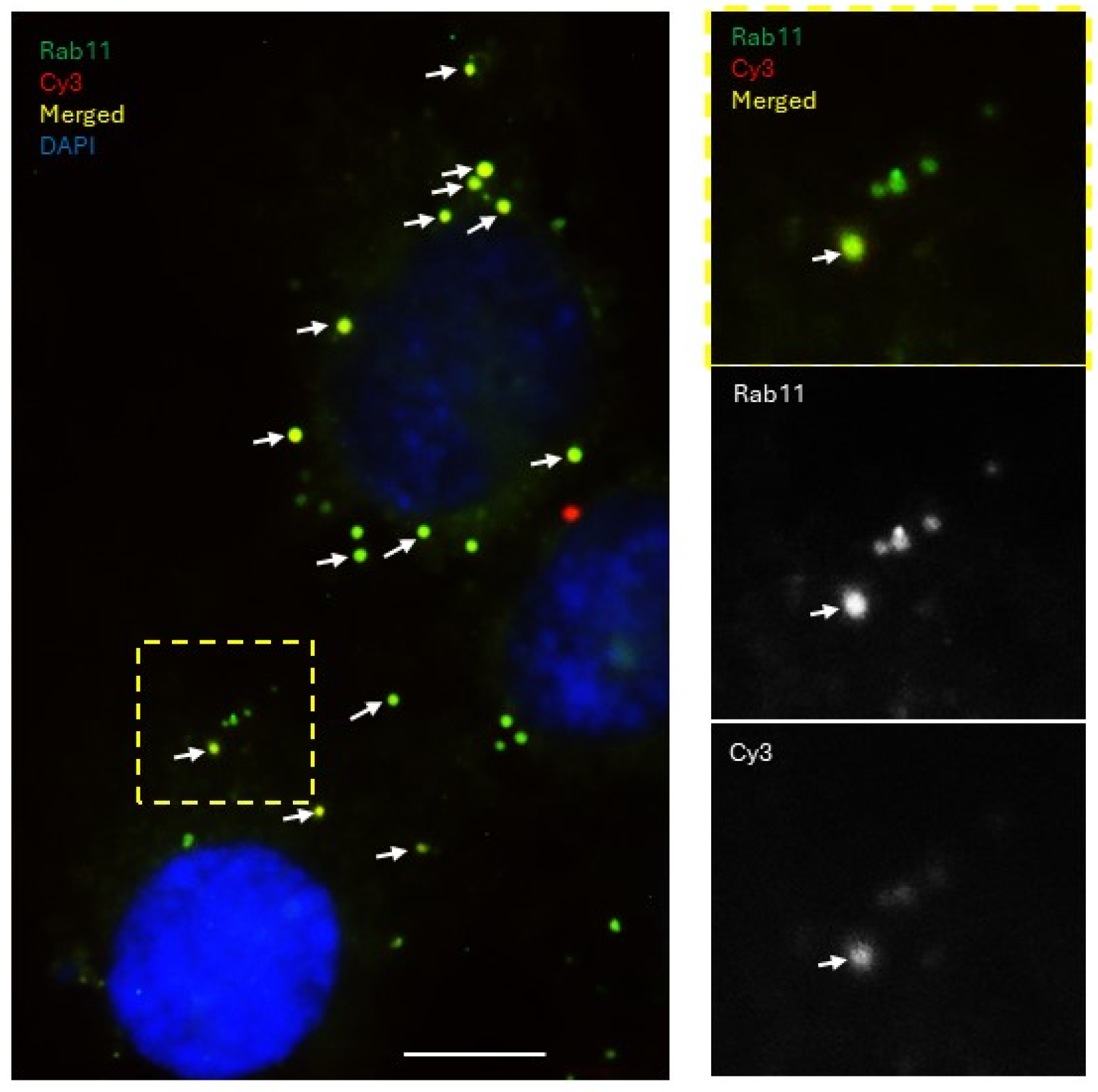 Cancers 18 00166 g010
