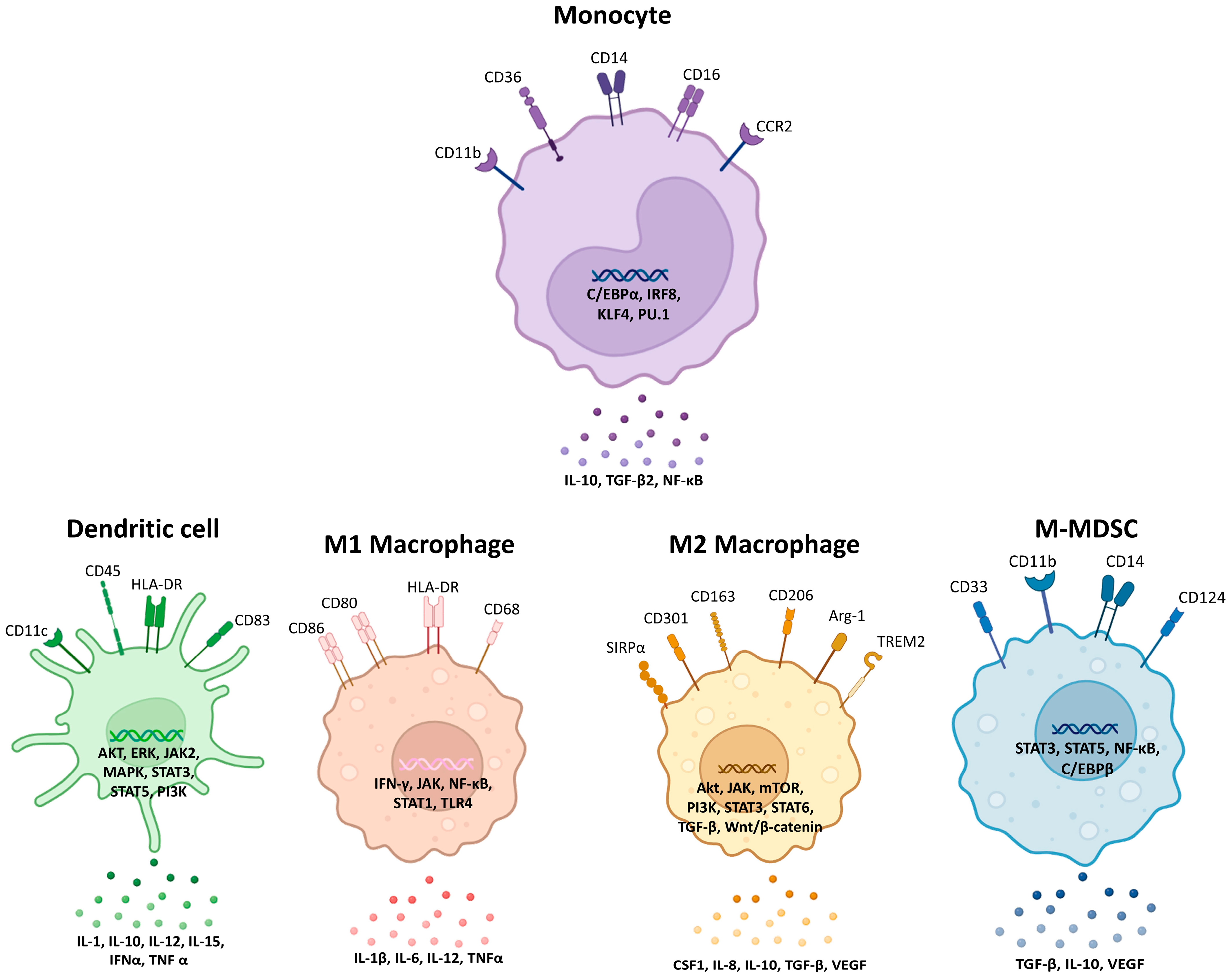 Cancers 18 00336 g001 Cancers 18 00336 g001