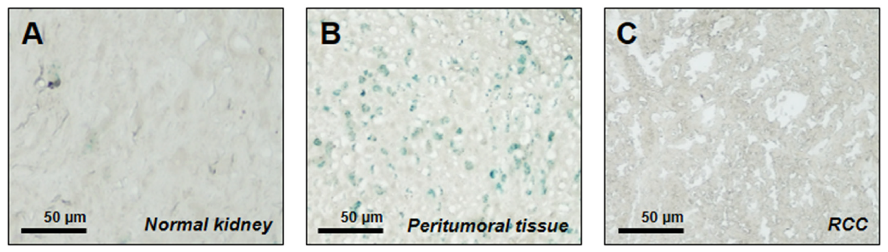 Cancers 18 00414 g001