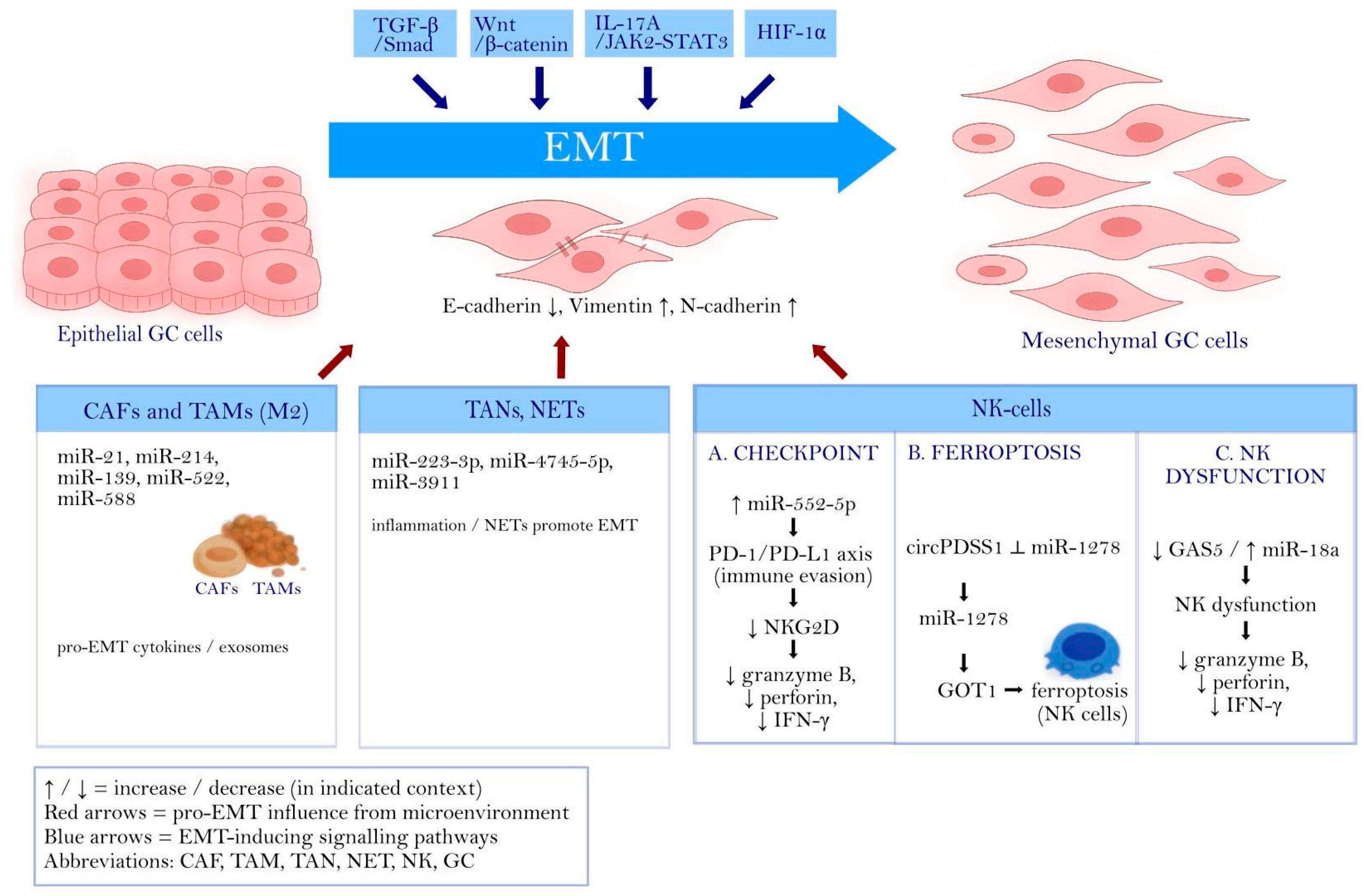 Gastric Cancer Epithelial-Mesenchymal Transition-The Role of Micro-RNA