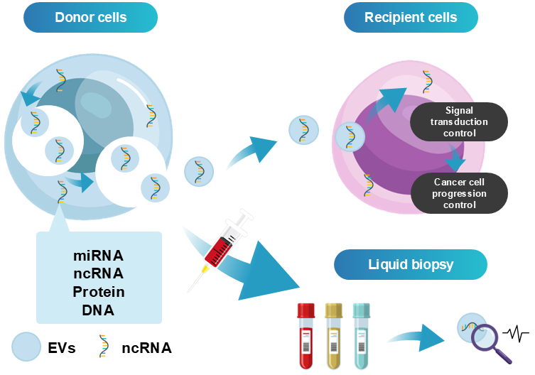 Cancers 18 00525 g003