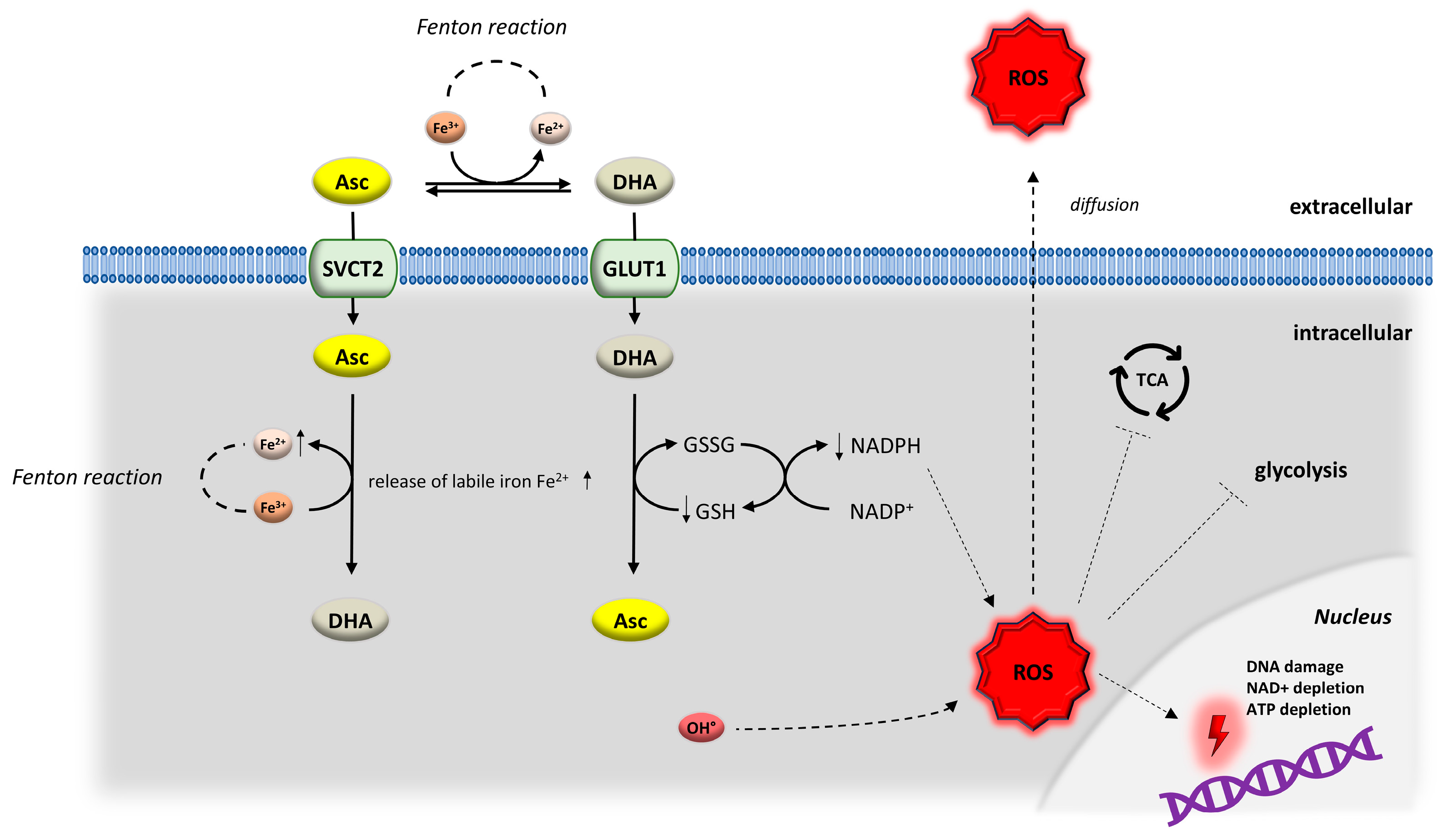 marti montinier glutathione Vitamin C in the Treatment of Colorectal Cancer: Between Hope and Despair
