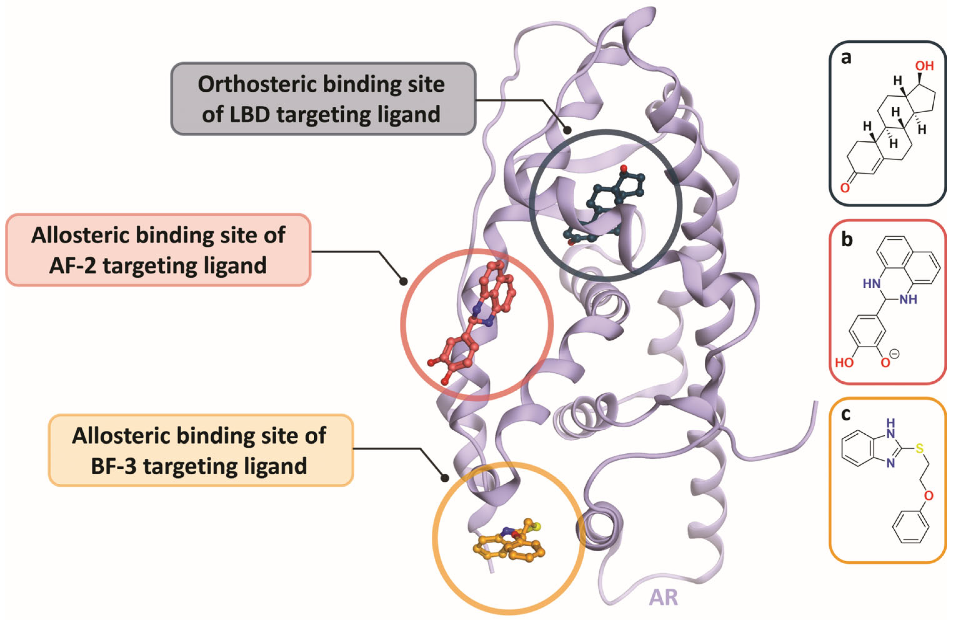 Androgen Receptor Point Mutations: A Mechanism of Therapeutic