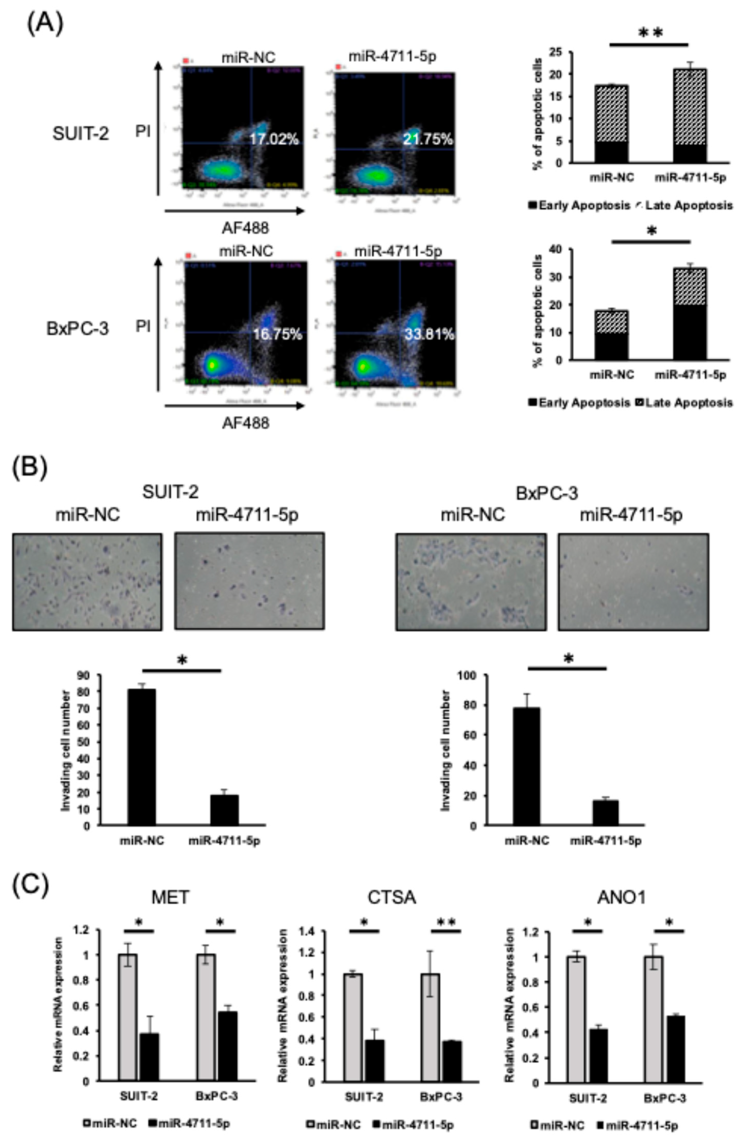 Therapeutic Potential of miR-4711-5p in Pancreatic Cancer