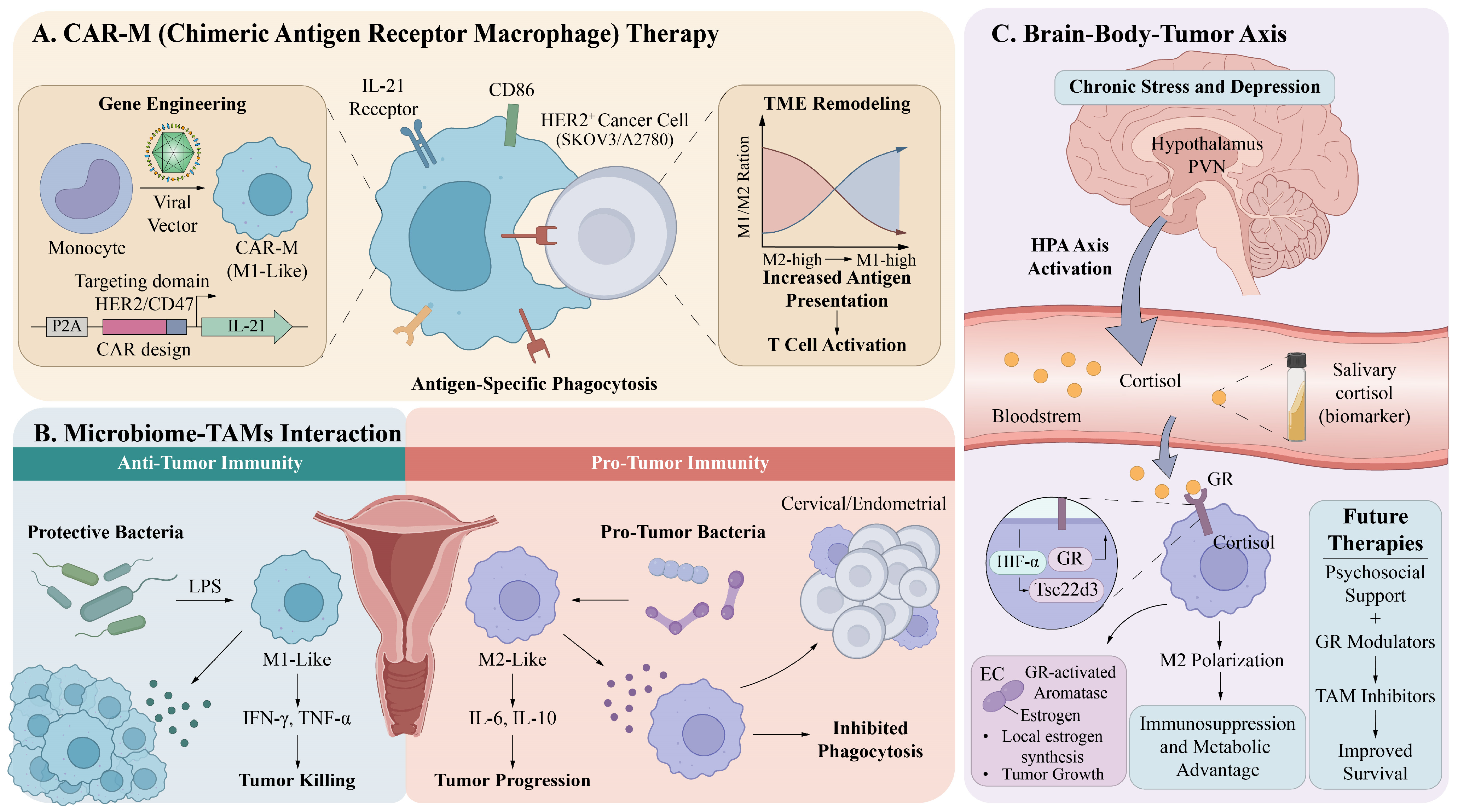 TAMs in the Gynecological Tumor Microenvironment: Insights from