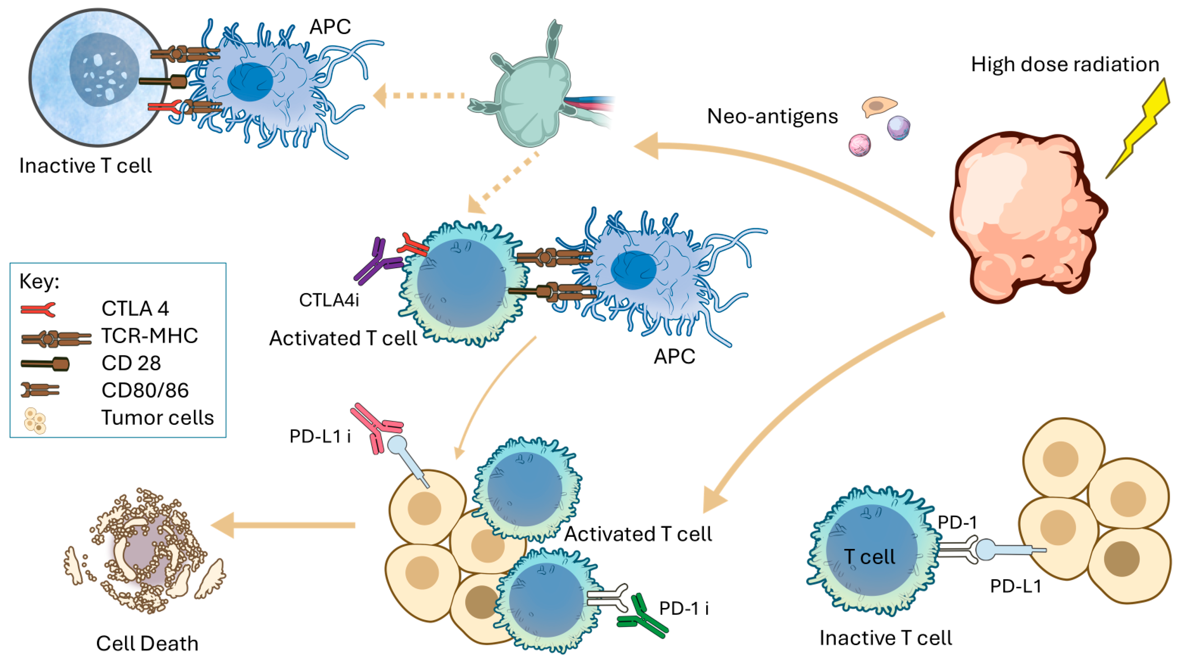 Cancers 18 01682 g001