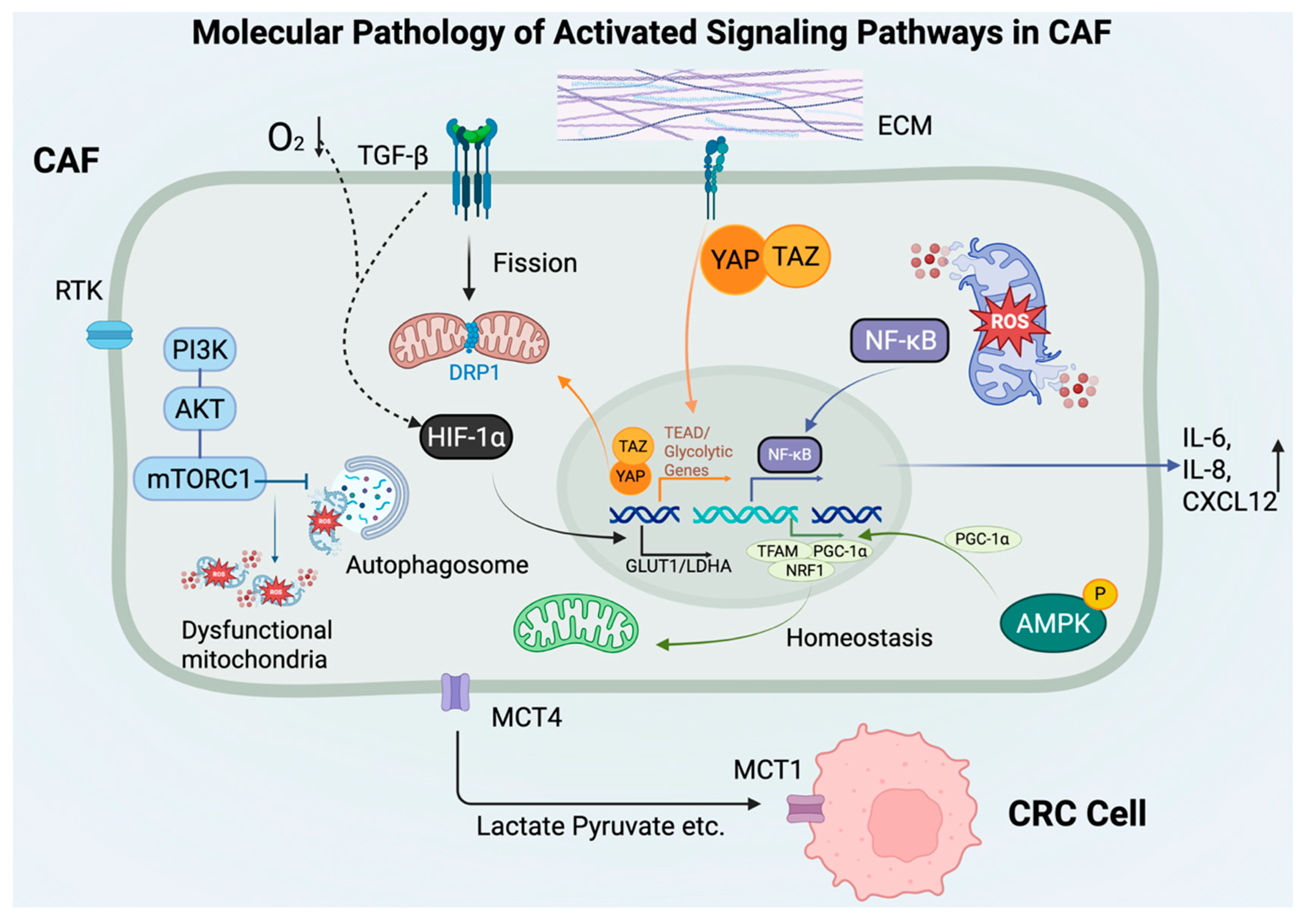 Mitochondrial Metabolic Reprogramming in Colorectal Cancer