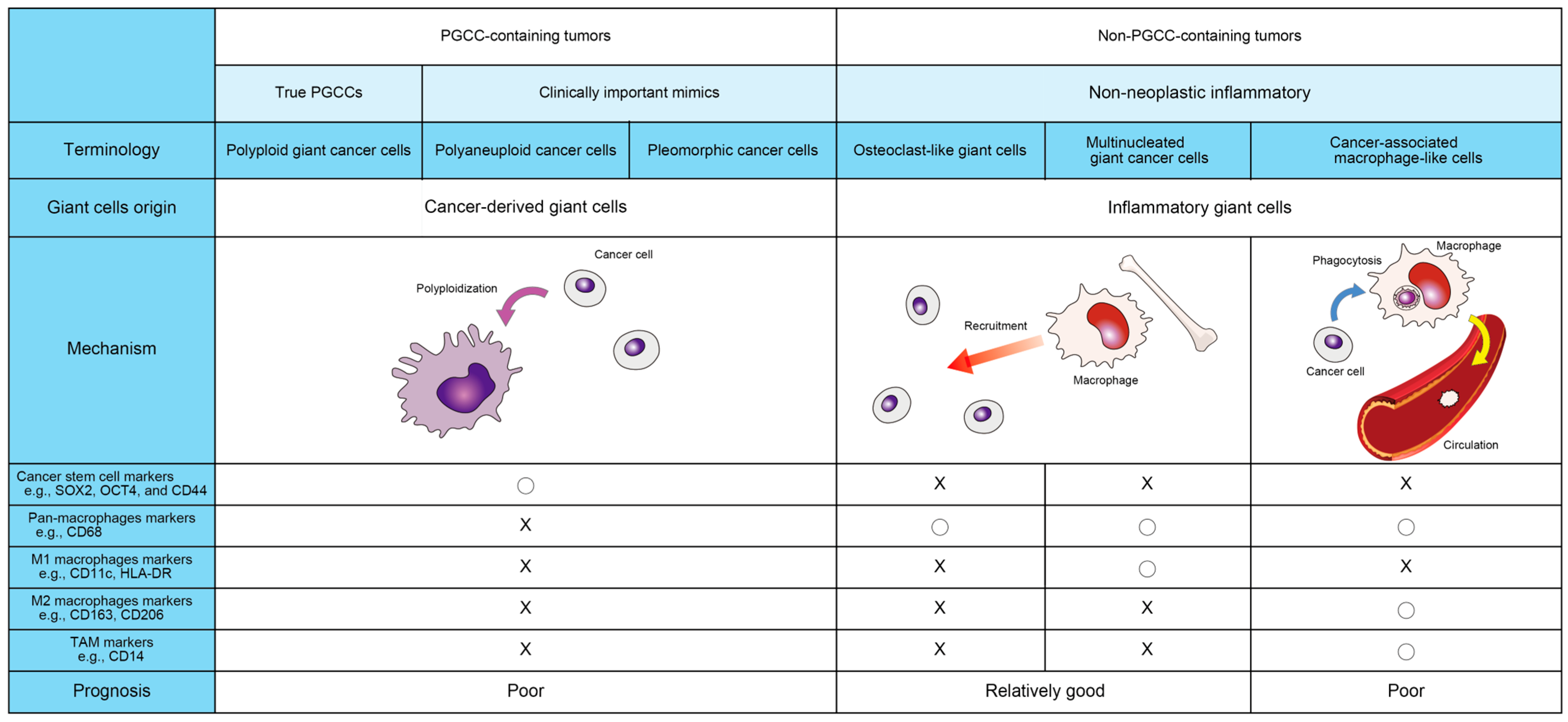 Clinical Implications of Polyploid Giant Cancer Cells in Solid