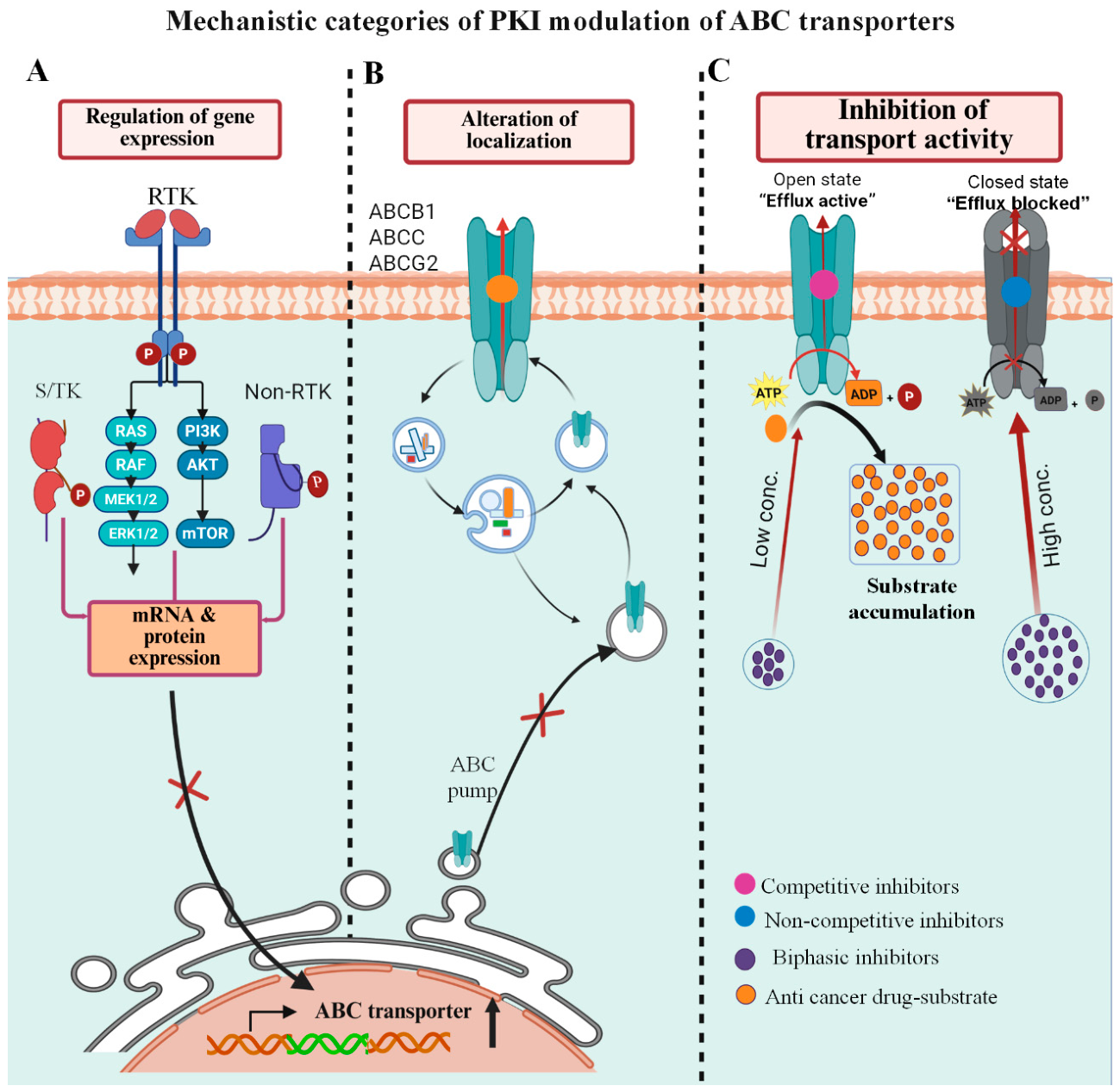 ケイティ Protein Kinase Inhibitors as Regulators of ABC Transporters in