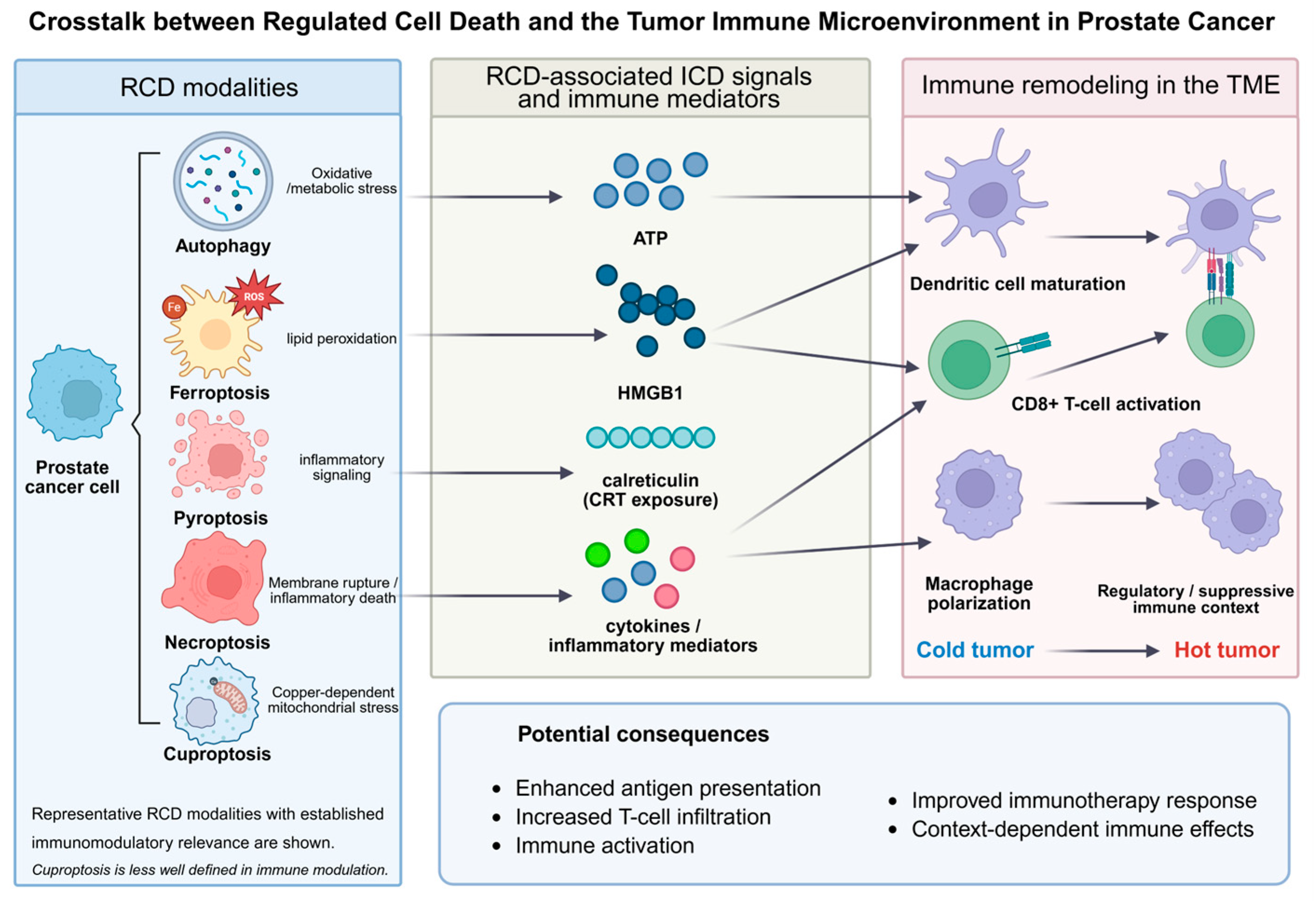 Regulated Cell Death in Prostate Cancer: Immunometabolic Crosstalk
