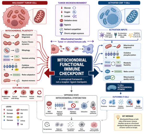 Mitochondrial Fitness as a Functional Immune Checkpoint in Cancer