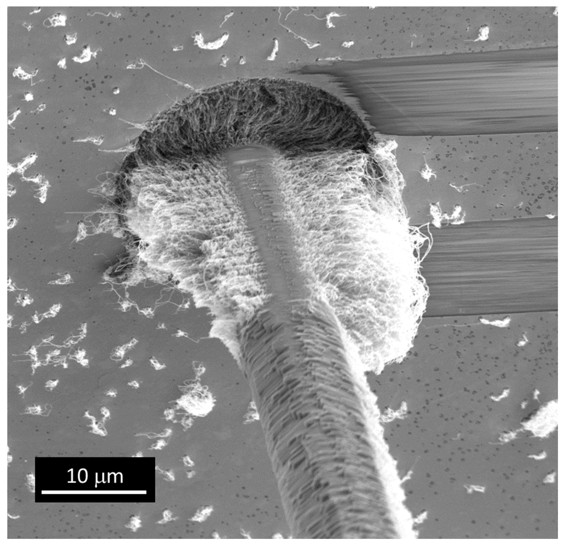 Carbon 03 00006 g005