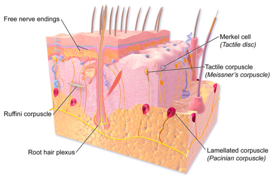 C Free Full Text A Review Of Smart Materials In Tactile Actuators For Information Delivery Html