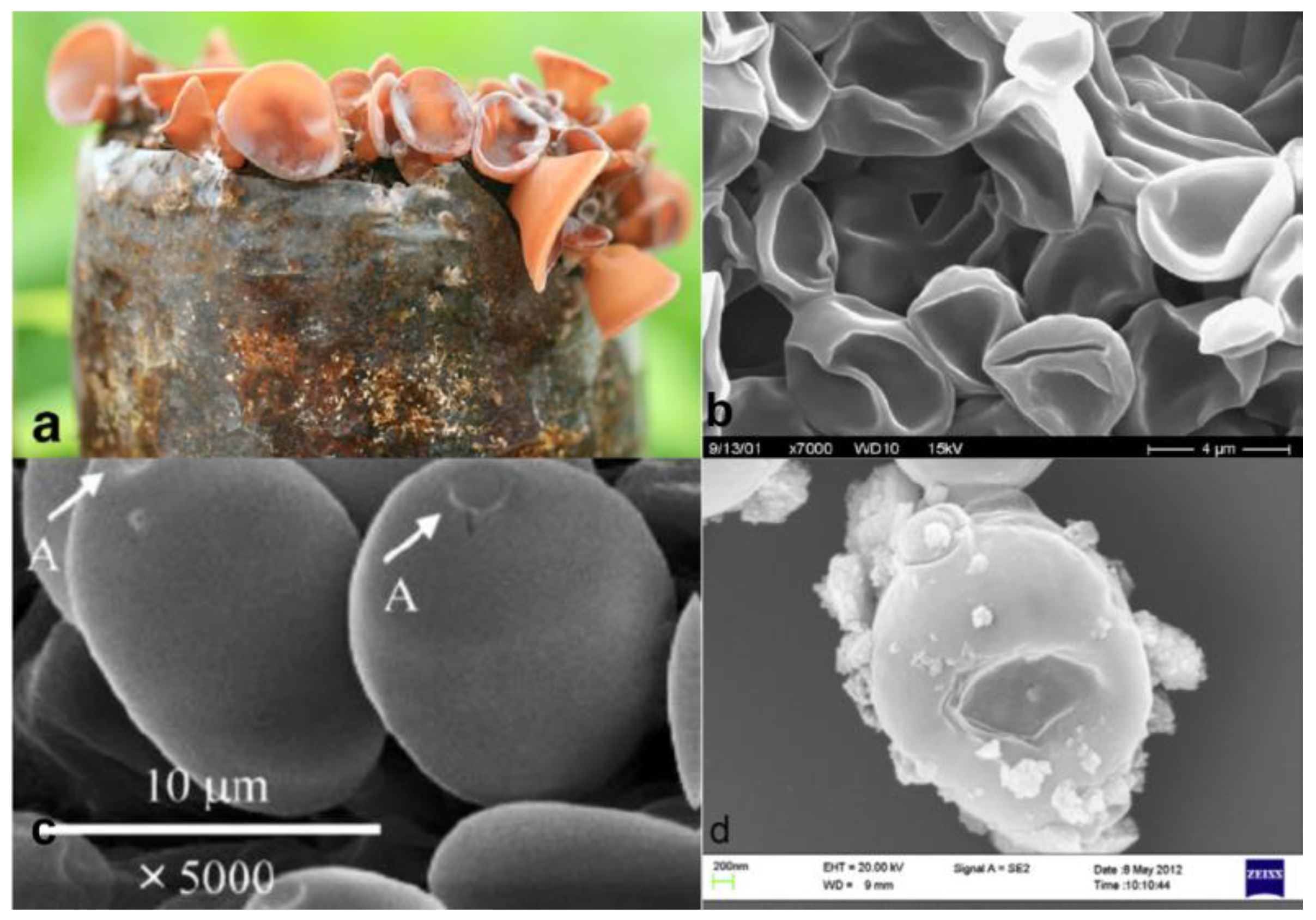 Carbon 04 00053 g003