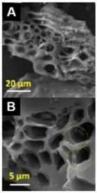 Carbon 04 00053 i016