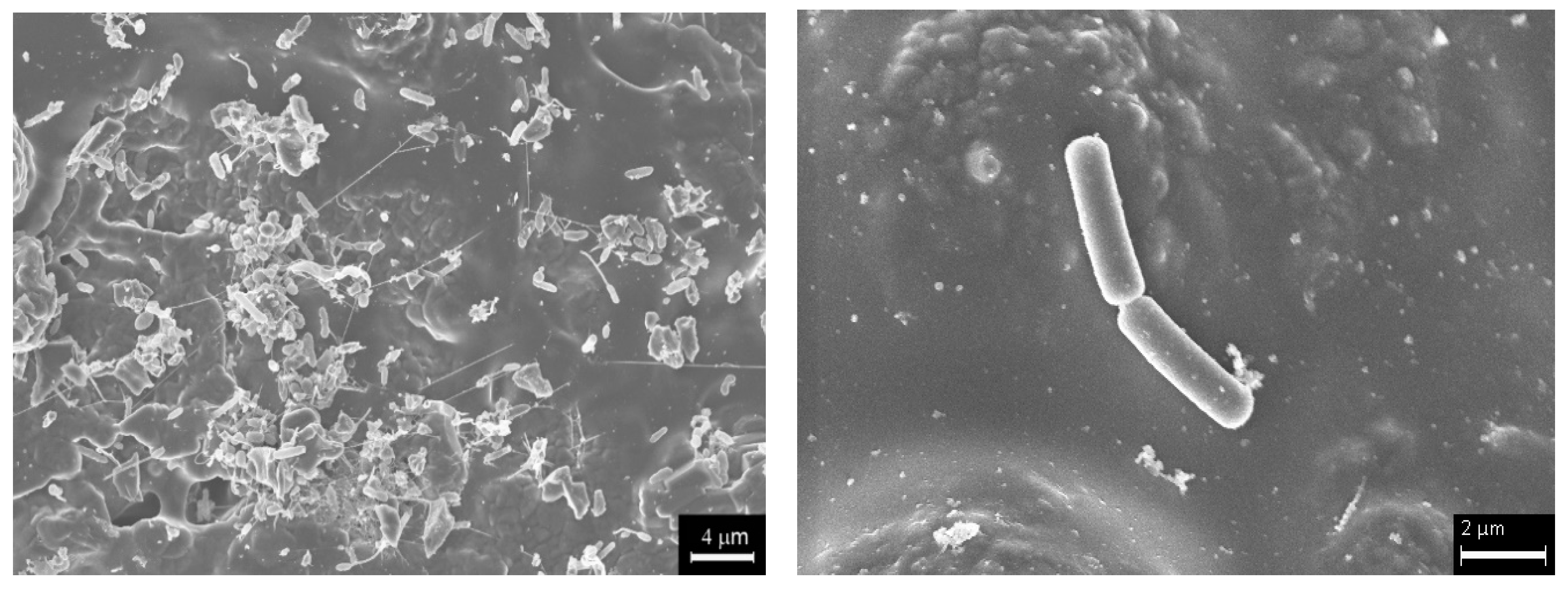 Carbon 06 00077 g002 Carbon 06 00077 g002