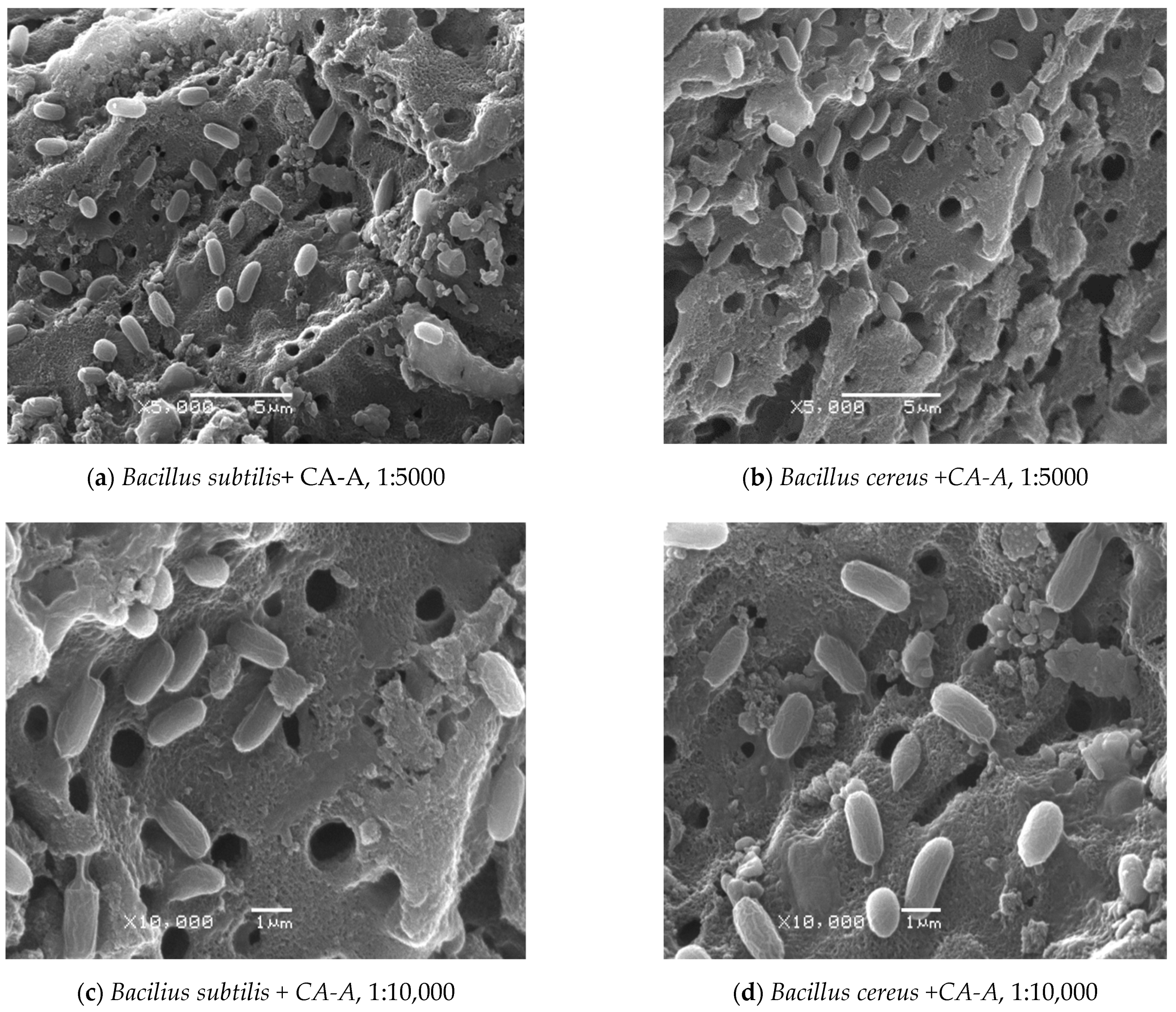 Carbon 08 00038 g005 550