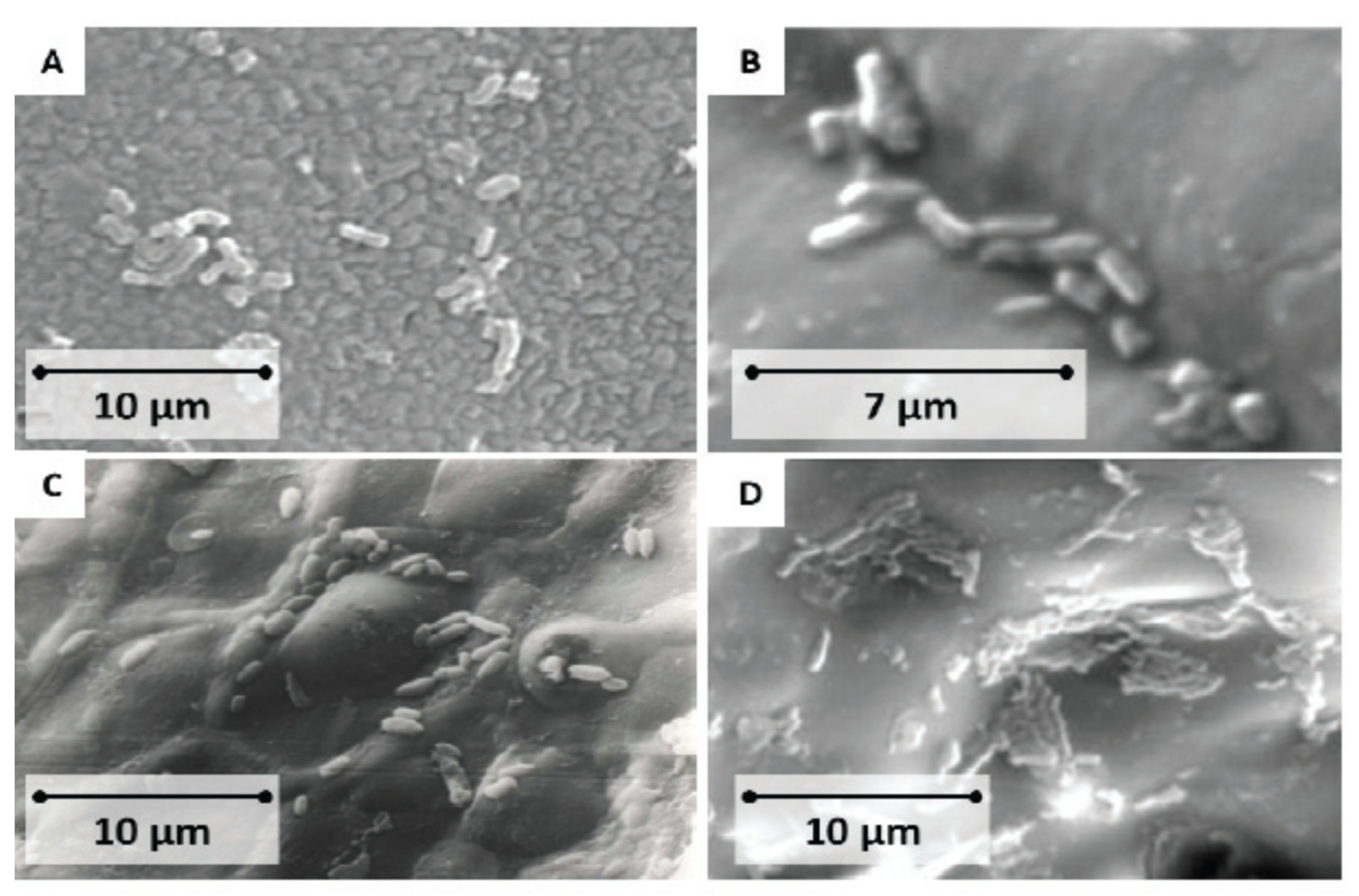 Carbon 08 00055 g014