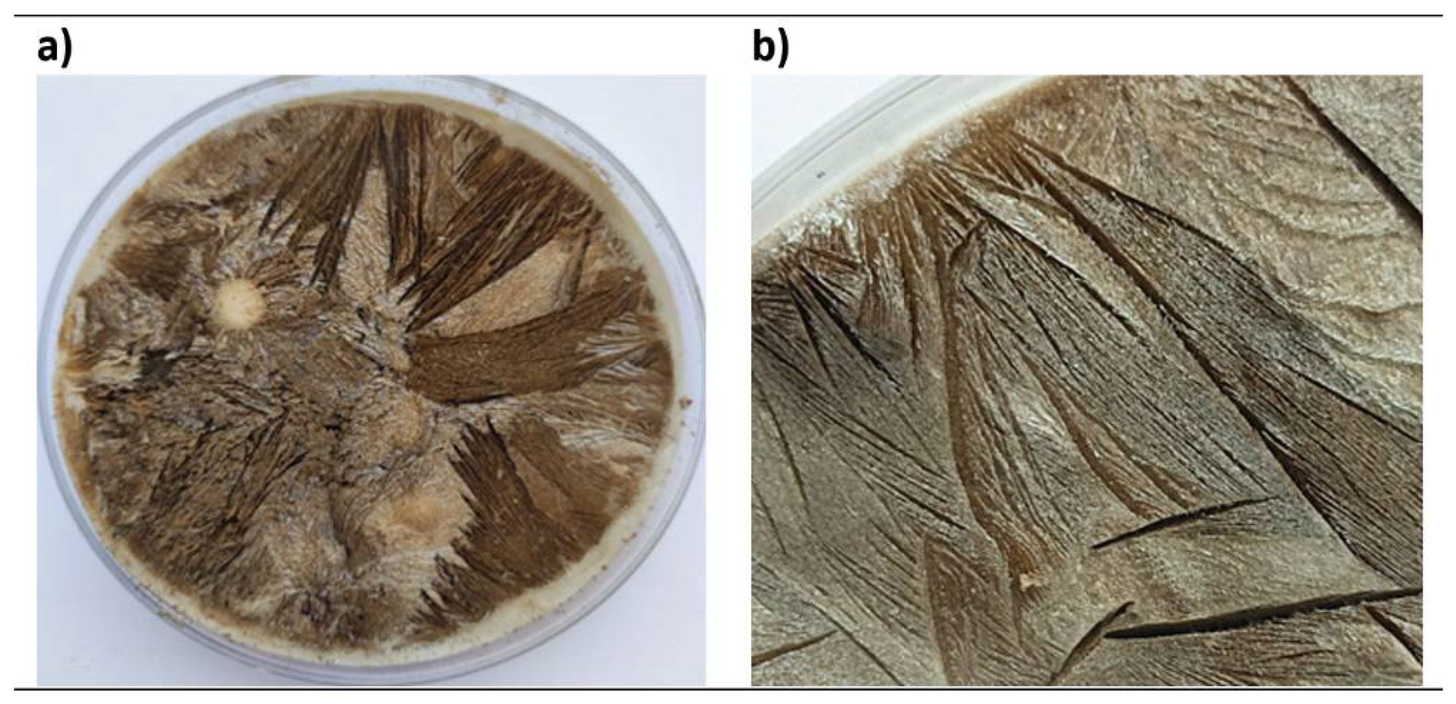 Carbon 09 00065 g001