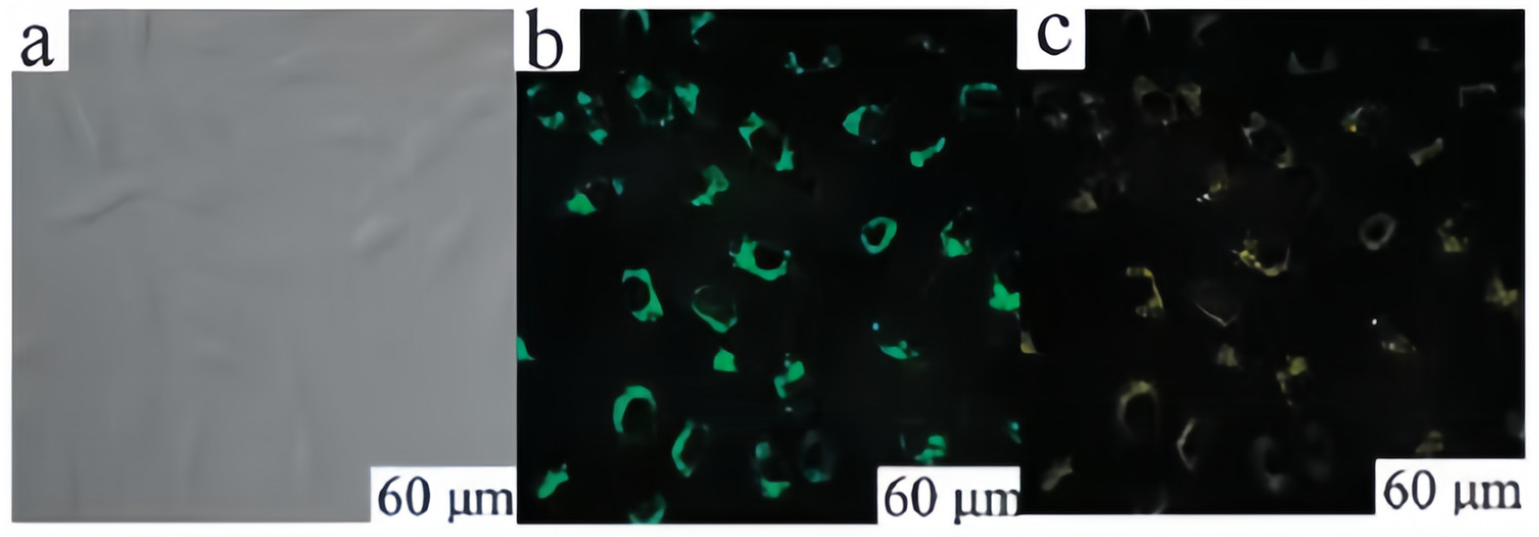 Carbon 10 00007 g027