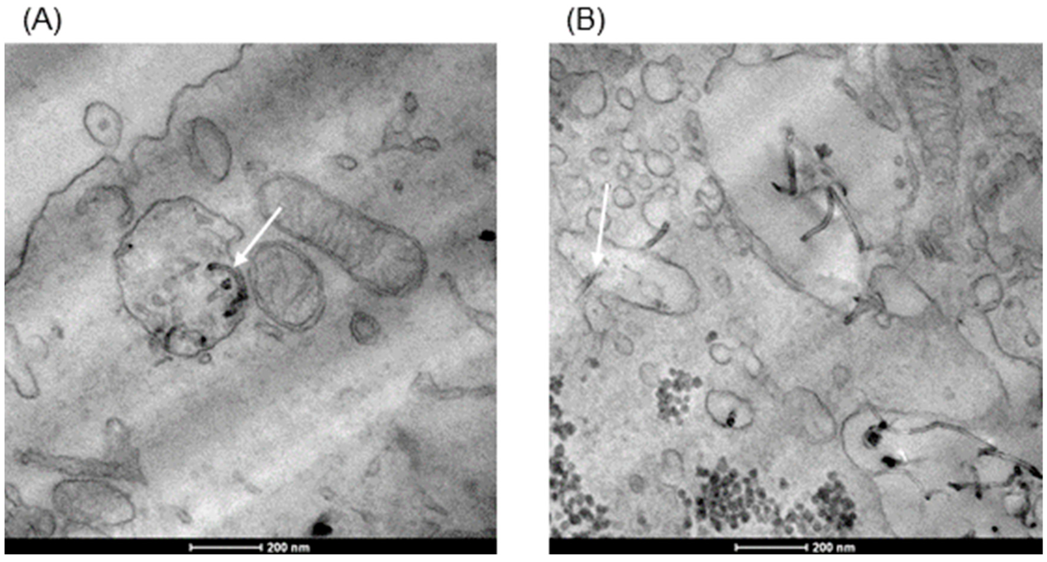 Carbon 10 00037 g002