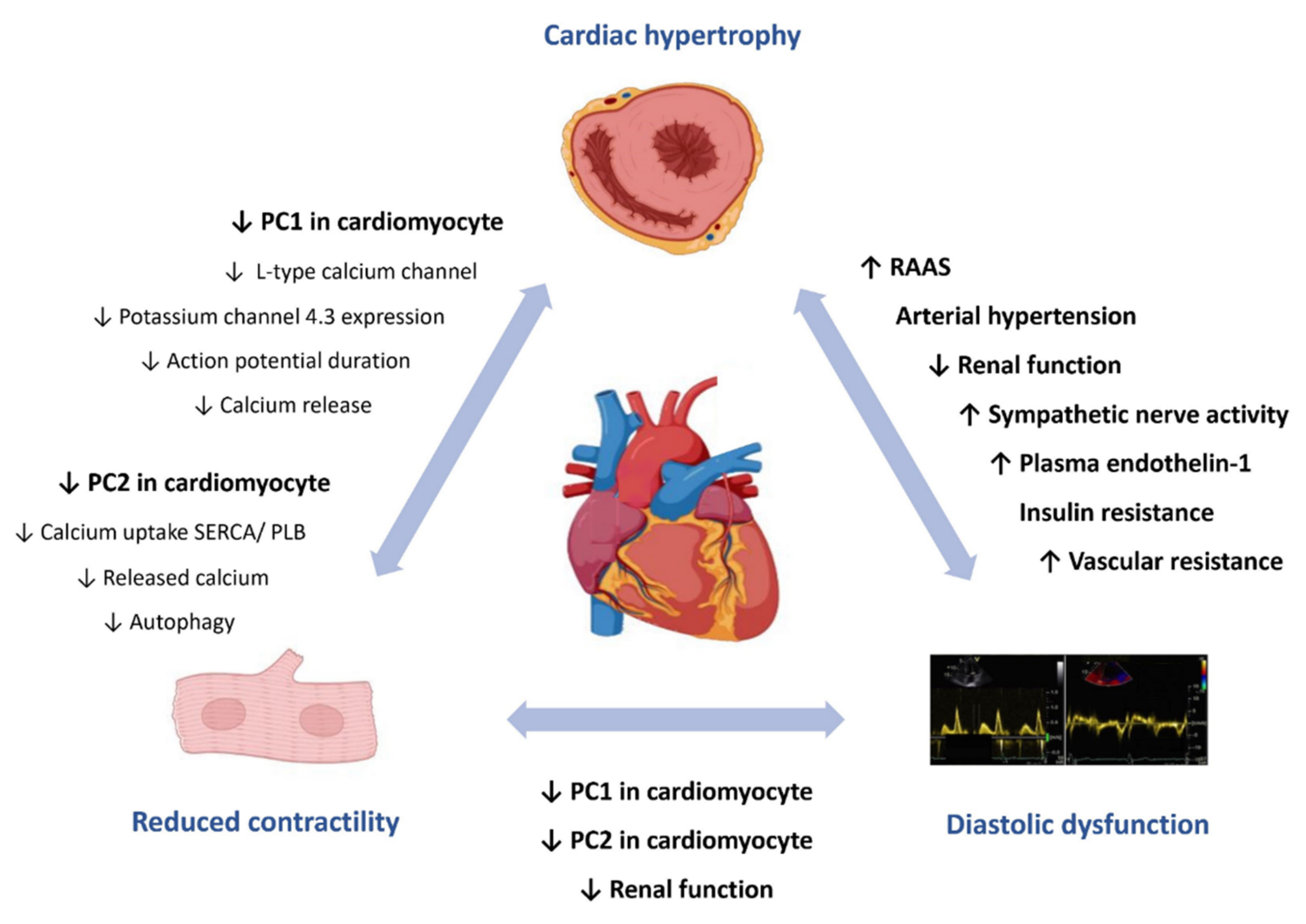 Cardiogenetics Free Full Text Cardiac Involvement In Autosomal