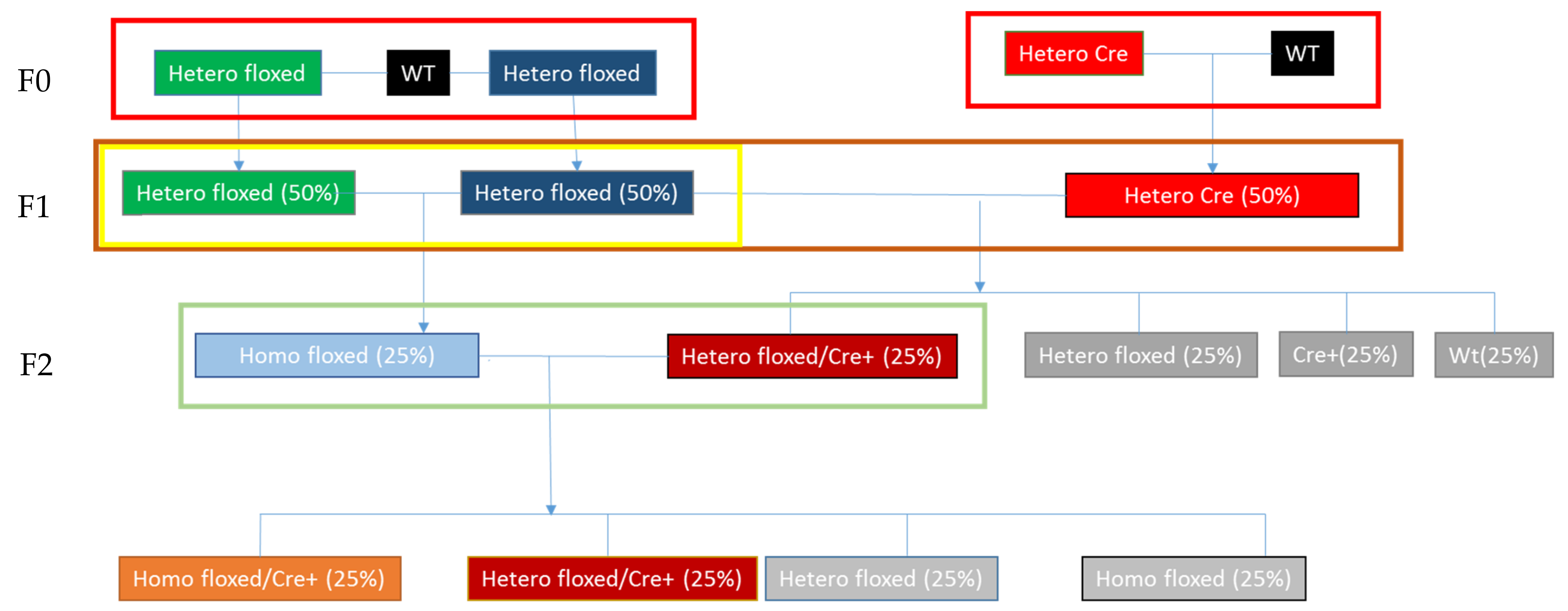 Cardiogenetics 11 00018 g001 550
