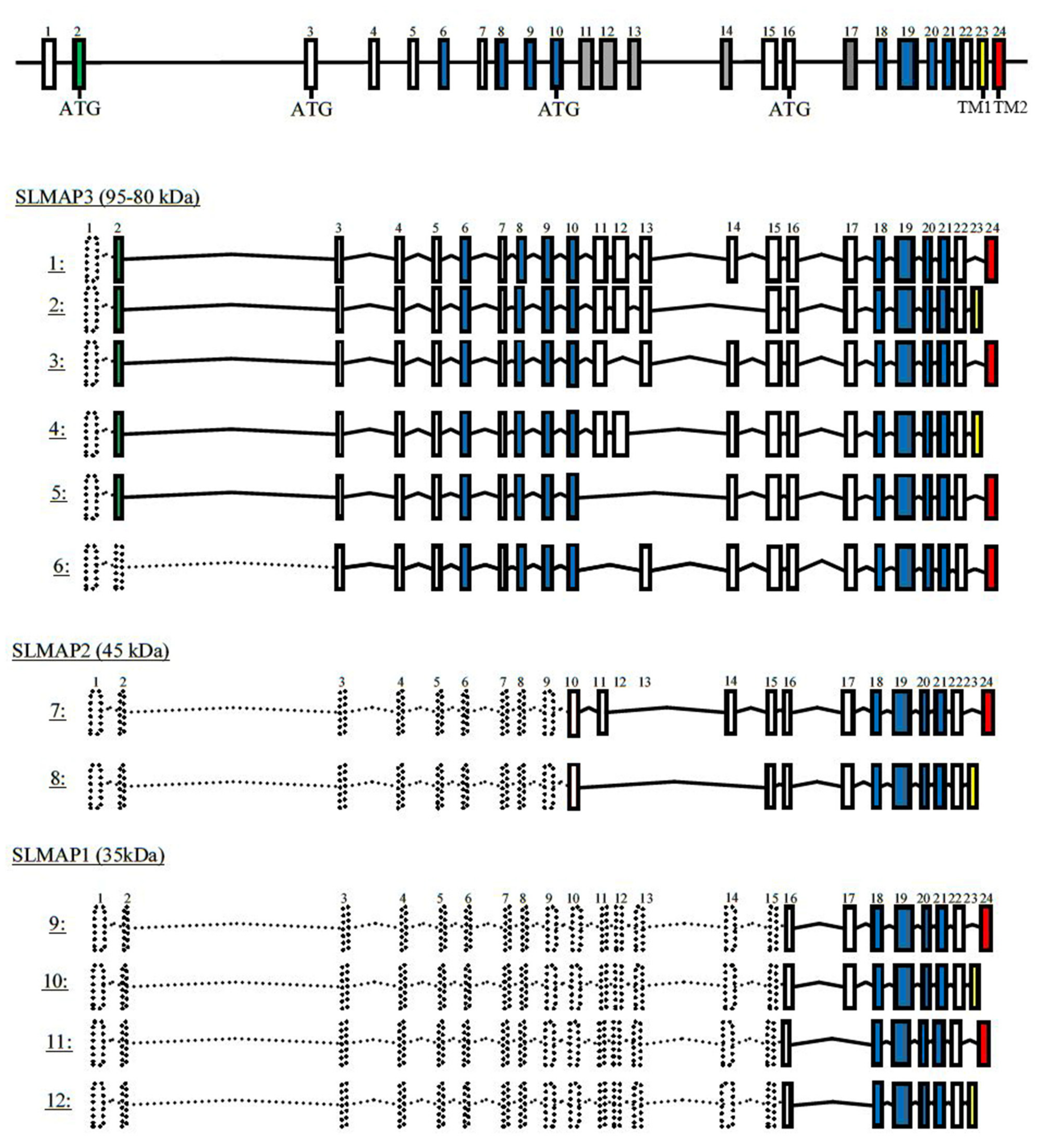 Cardiogenetics 11 00018 g002 550