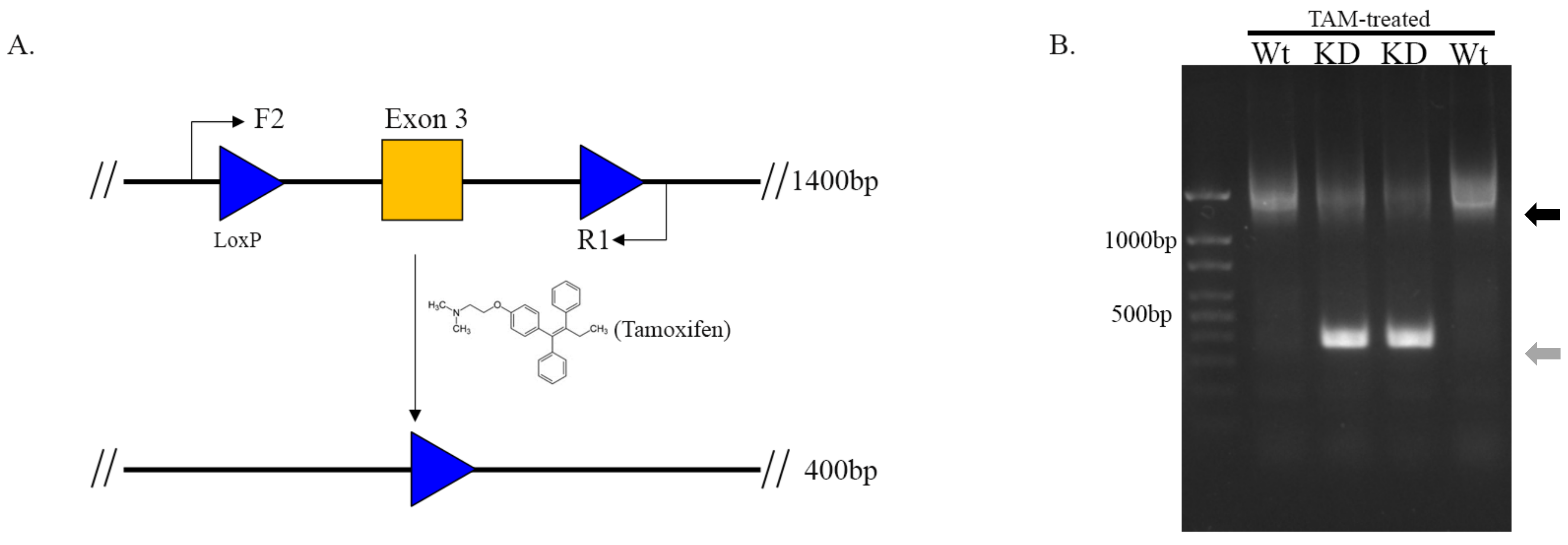 Cardiogenetics 11 00018 g004 550