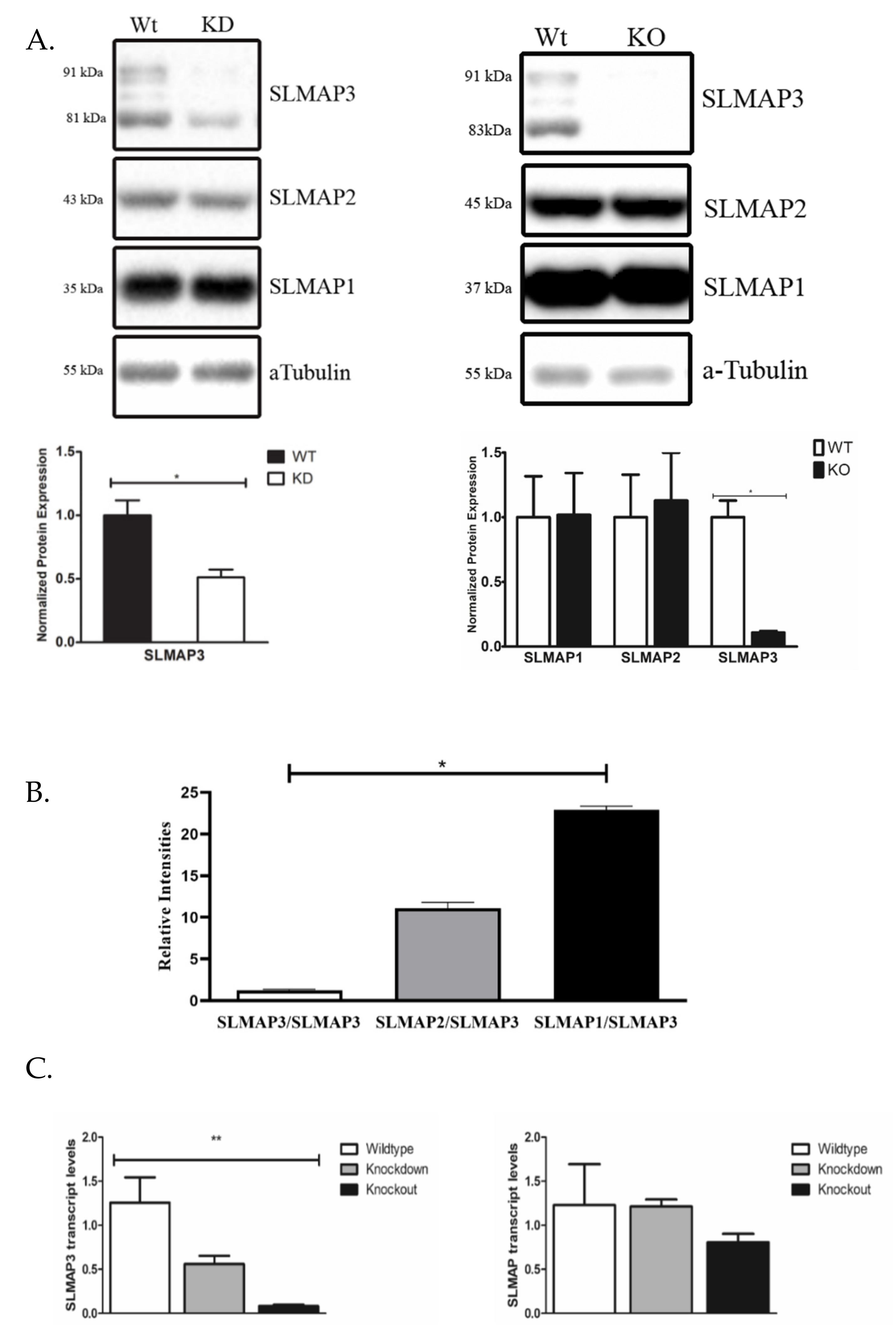 Cardiogenetics 11 00018 g005 550