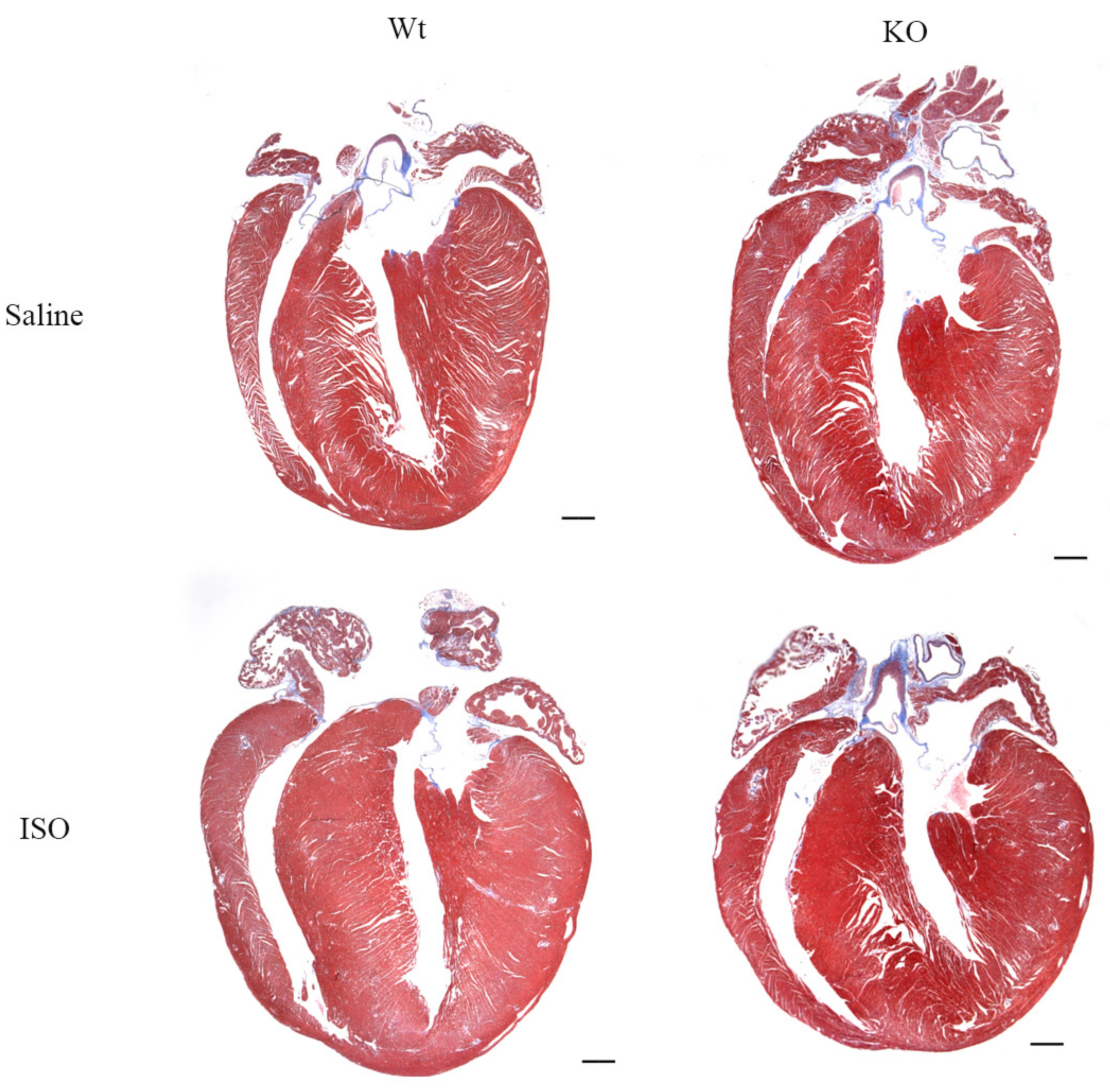 Cardiogenetics 11 00018 g008 550