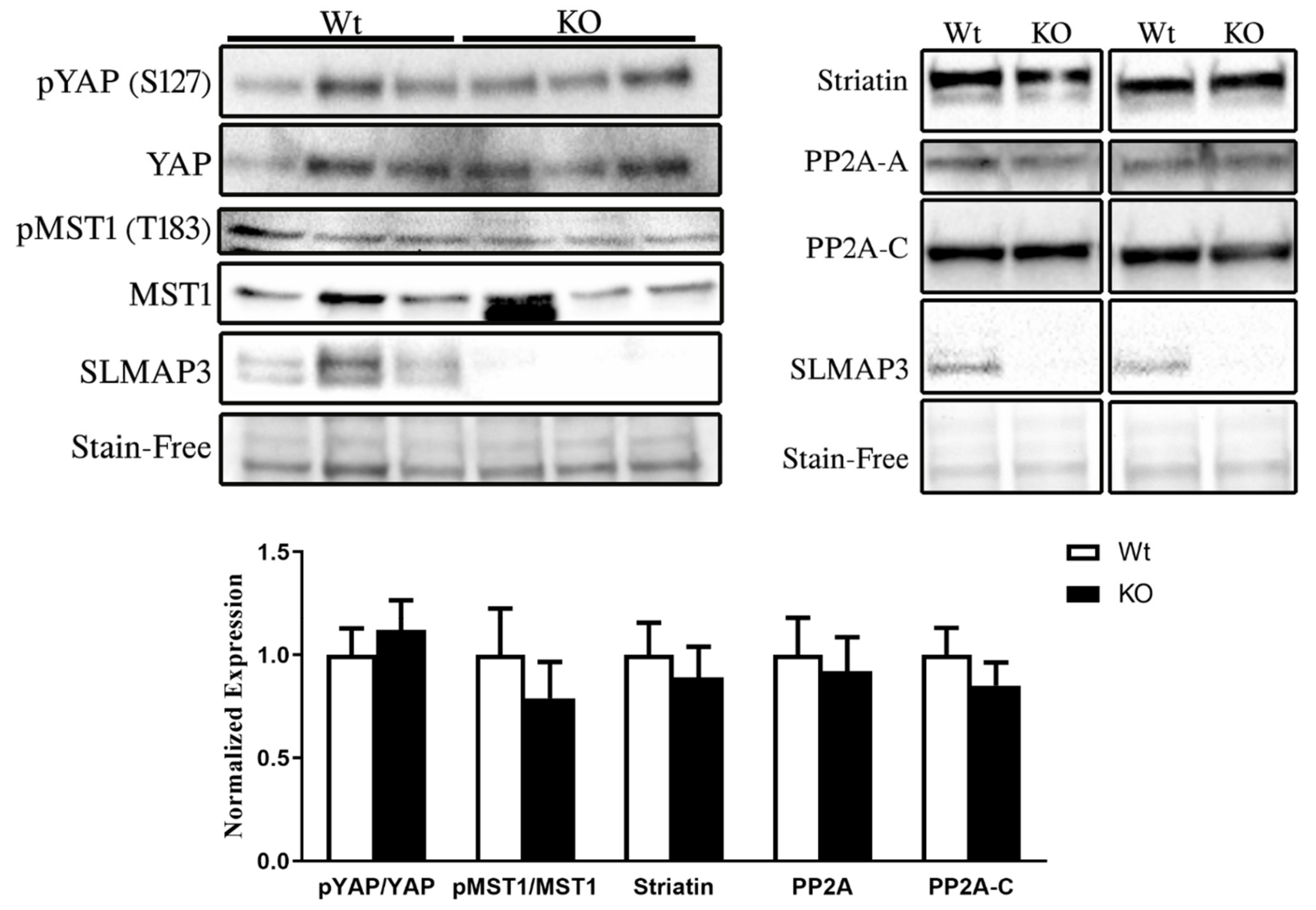 Cardiogenetics 11 00018 g009 550