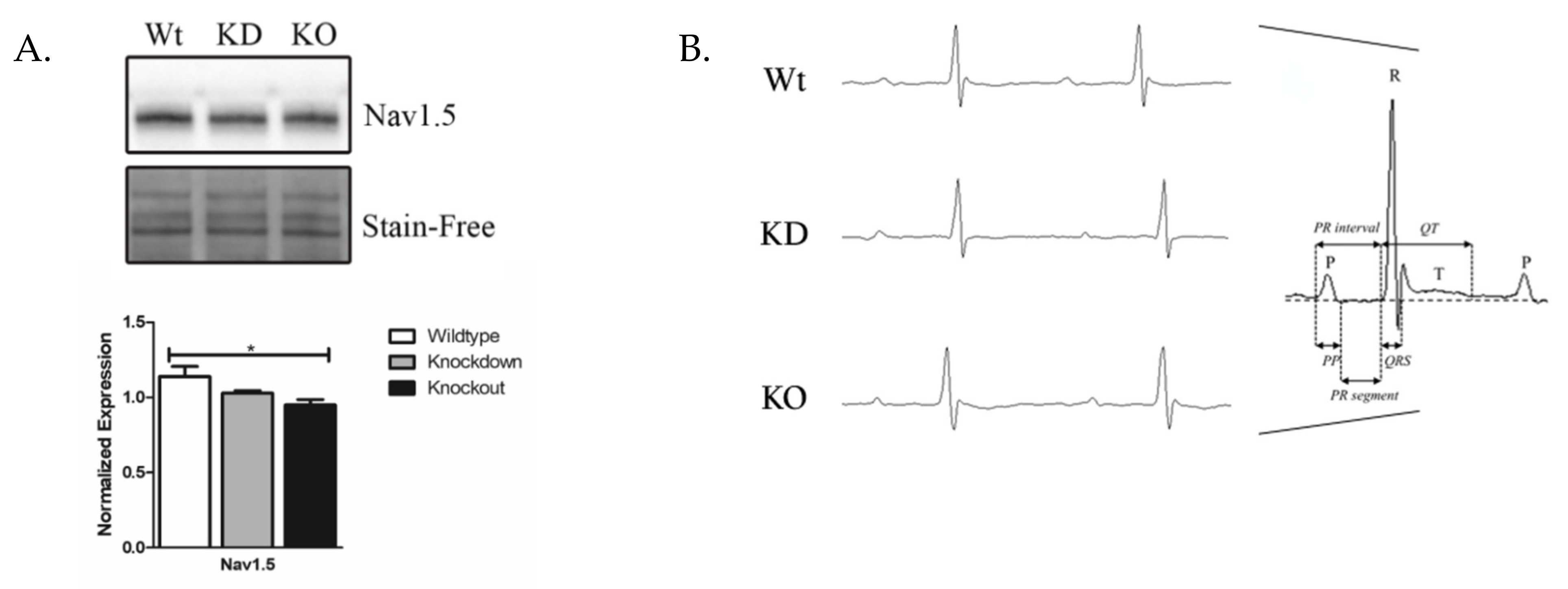 Cardiogenetics 11 00018 g010 550