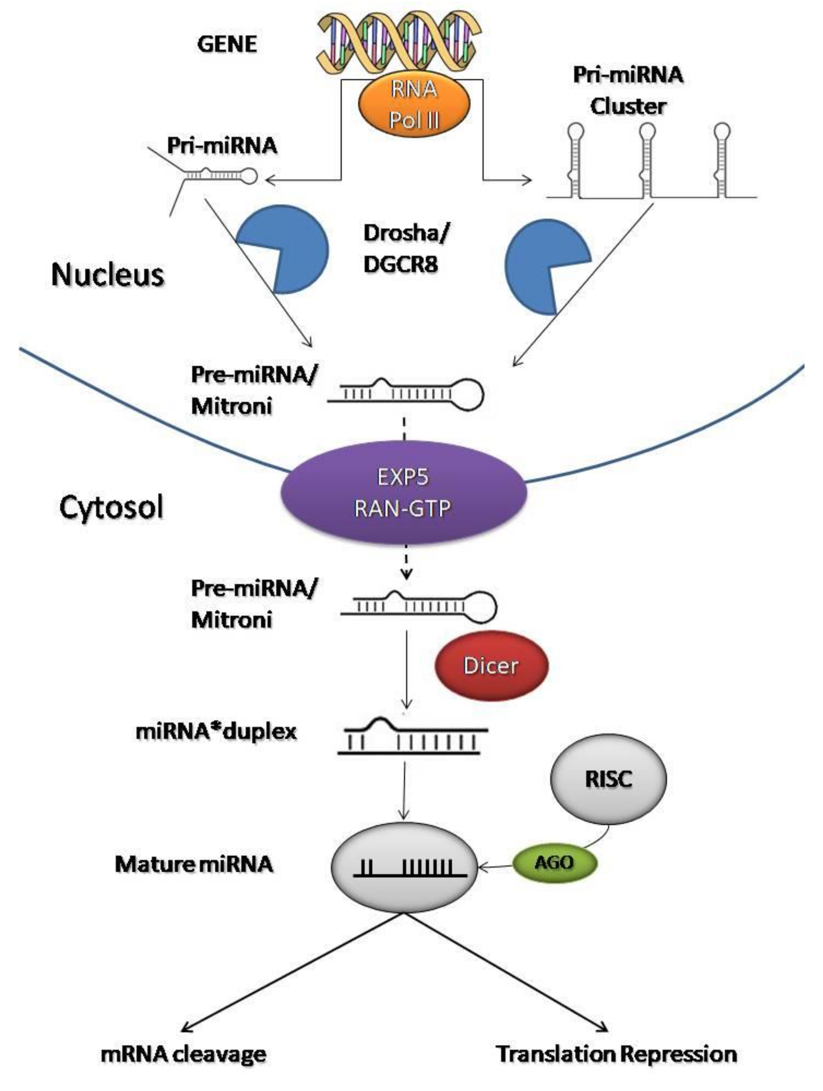 Cardiogenetics 11 00023 g002 Cardiogenetics 11 00023 g002