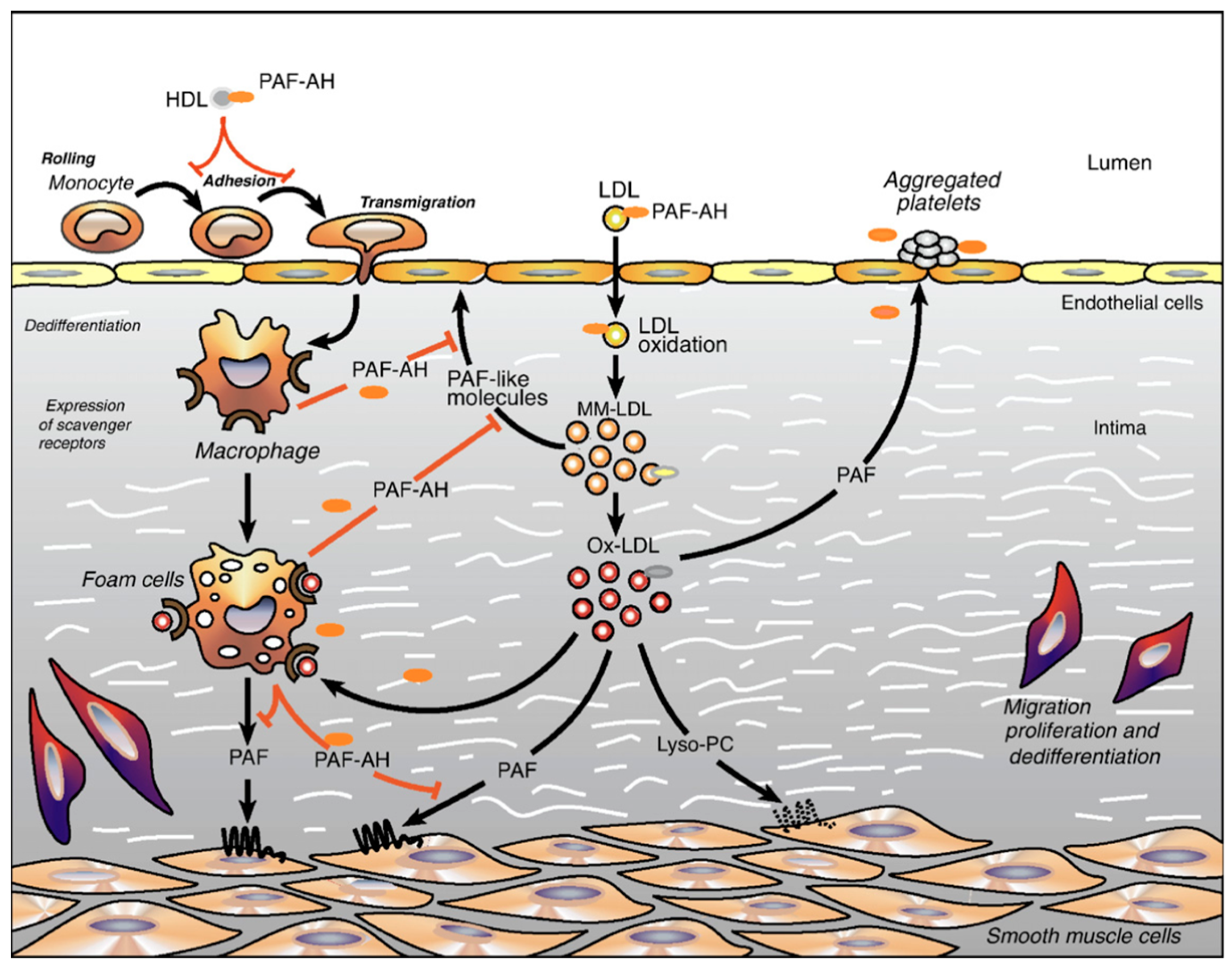 Cardiogenetics 12 00005 g003 Cardiogenetics 12 00005 g003