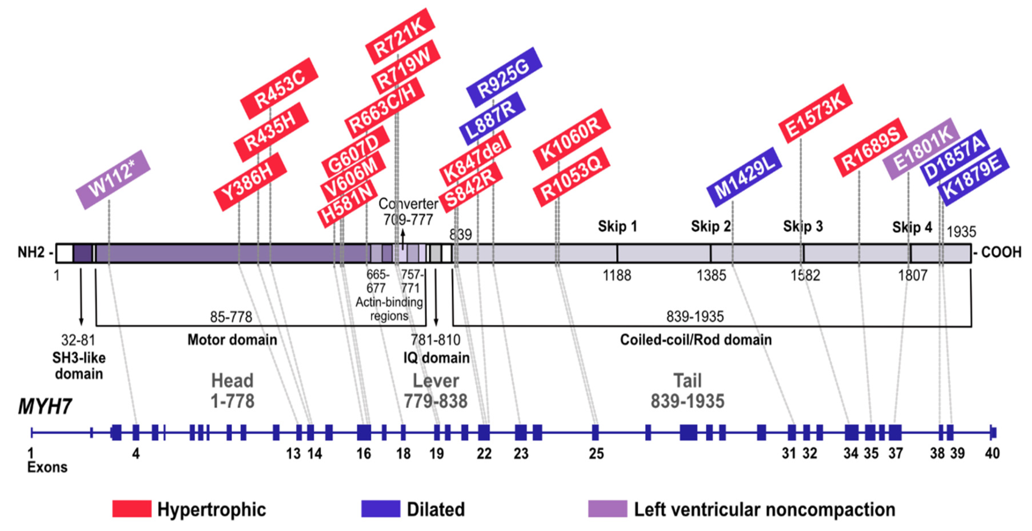 Cardiogenetics 12 00013 g001