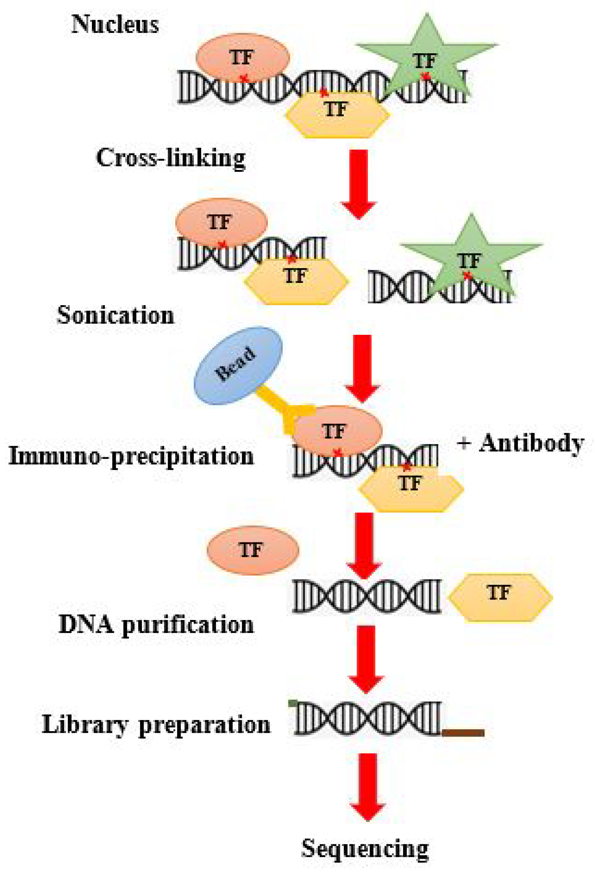 Cardiogenetics 12 00021 g004 Cardiogenetics 12 00021 g004