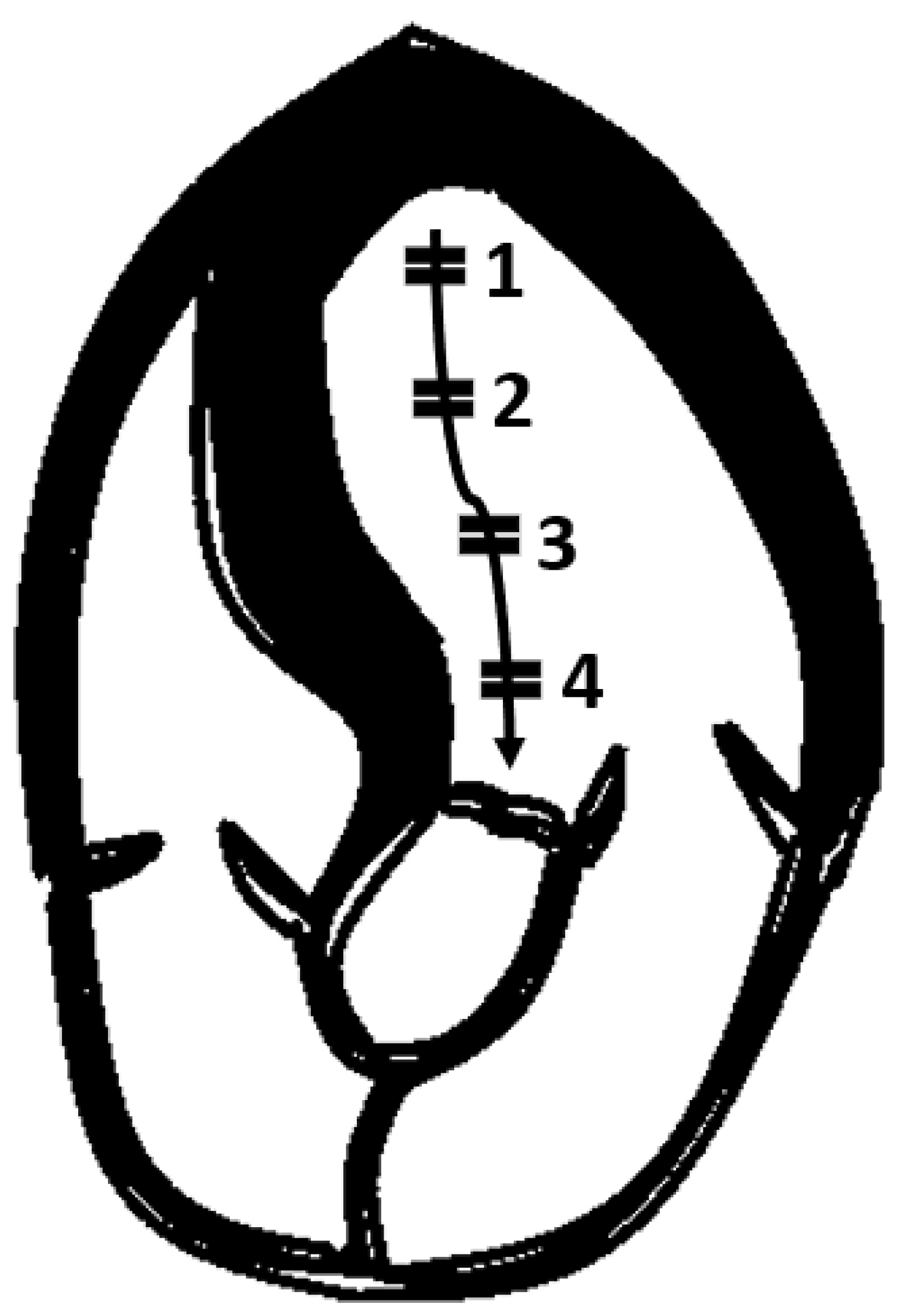 Cardiogenetics 13 00008 g007