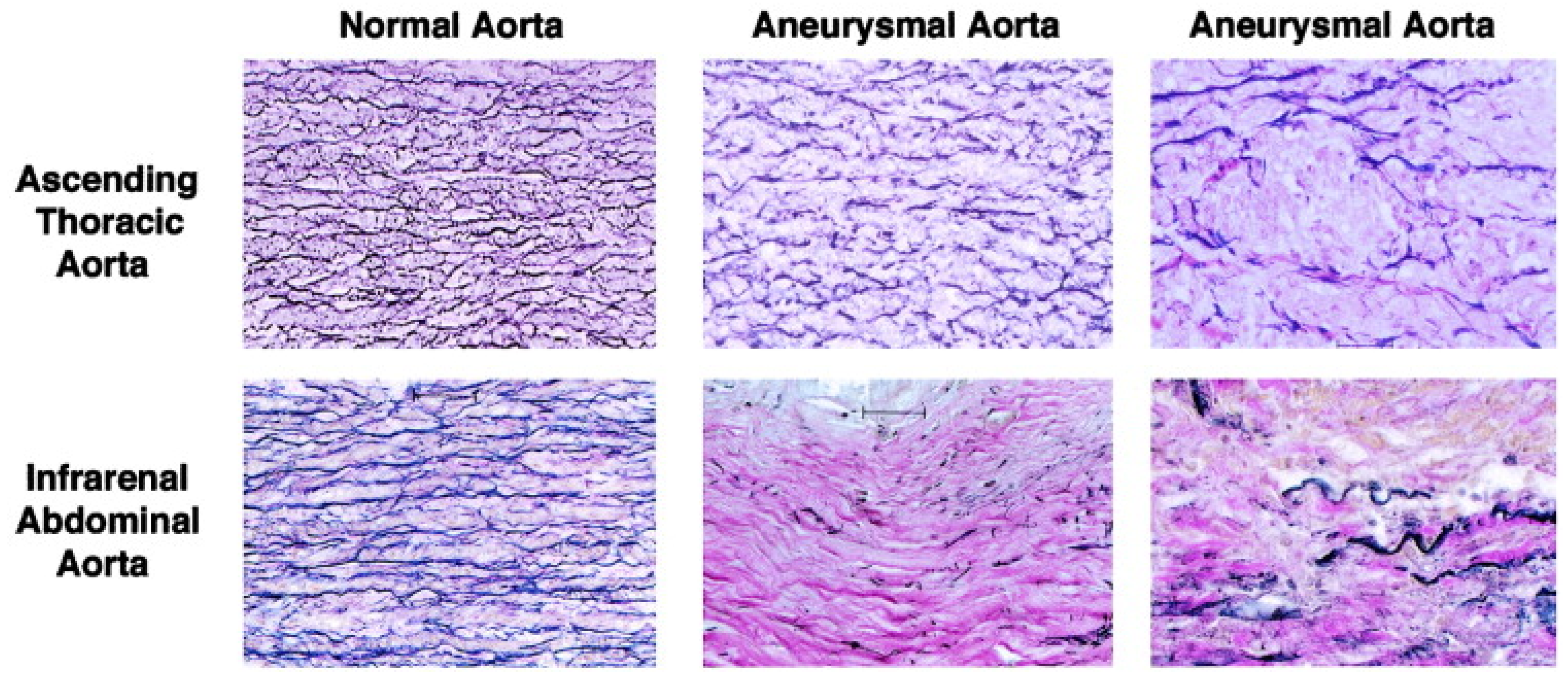 Cardiogenetics 13 00015 g001