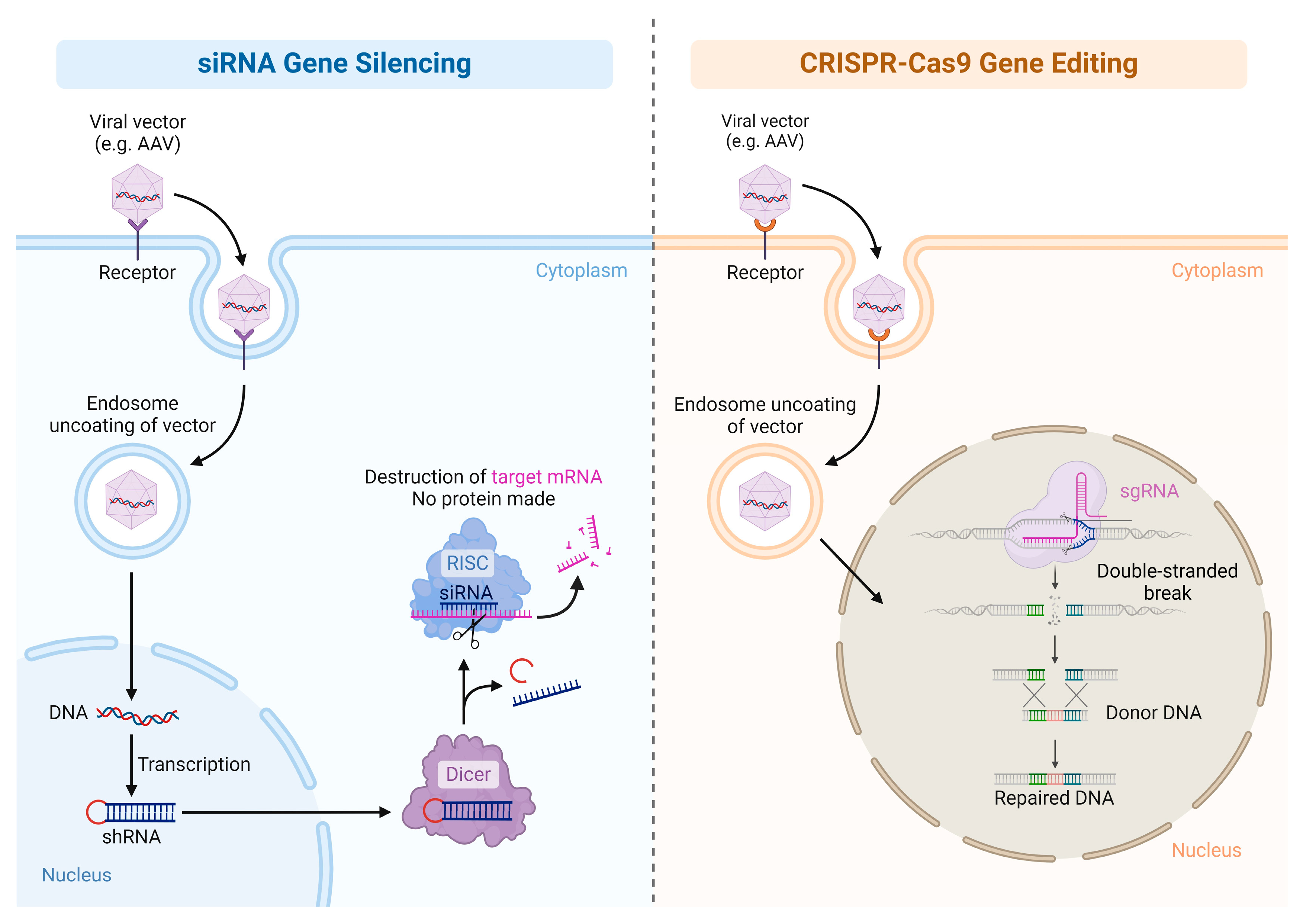 Cardiogenetics 14 00011 g001