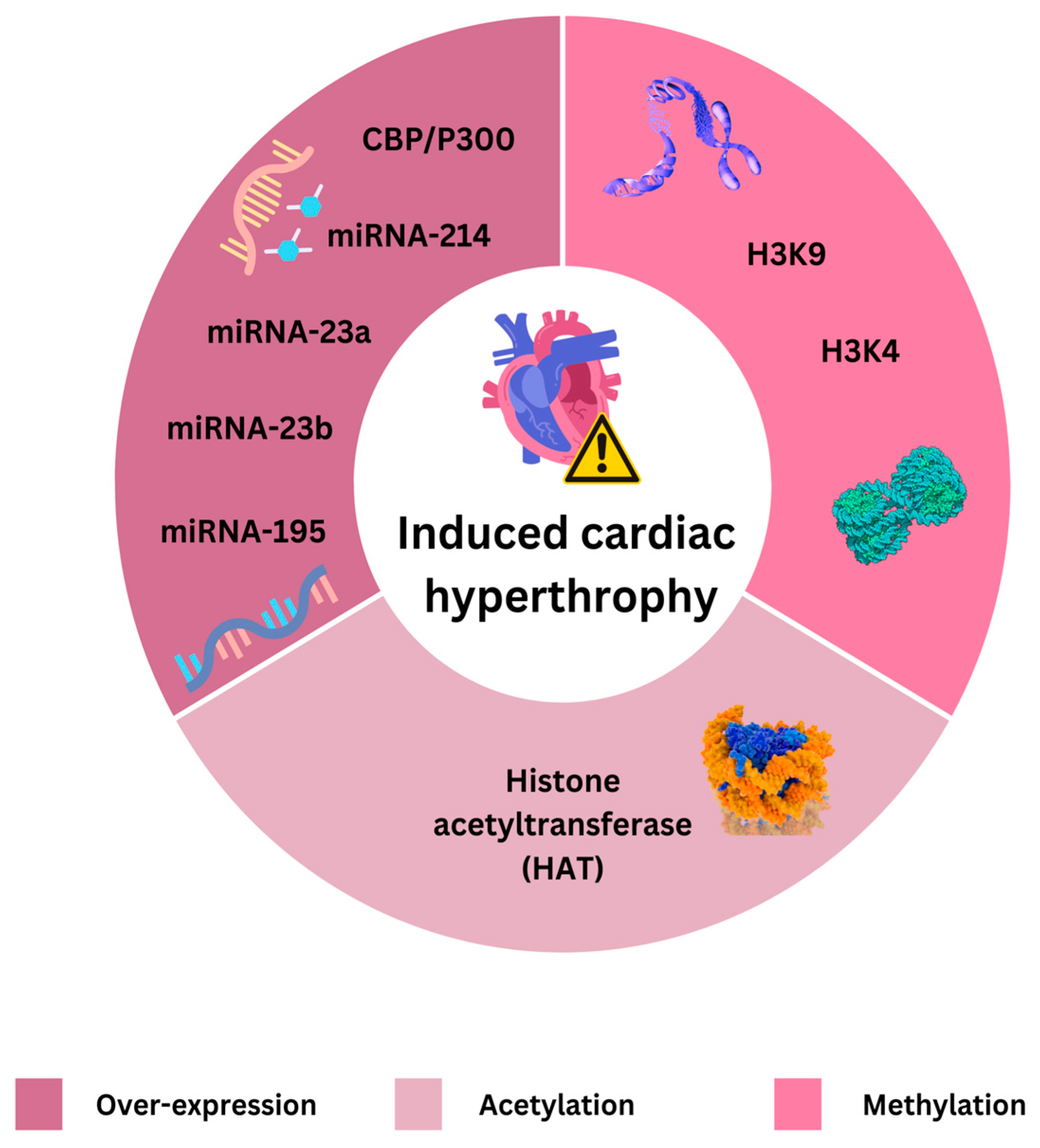 Cardiogenetics 14 00012 g001