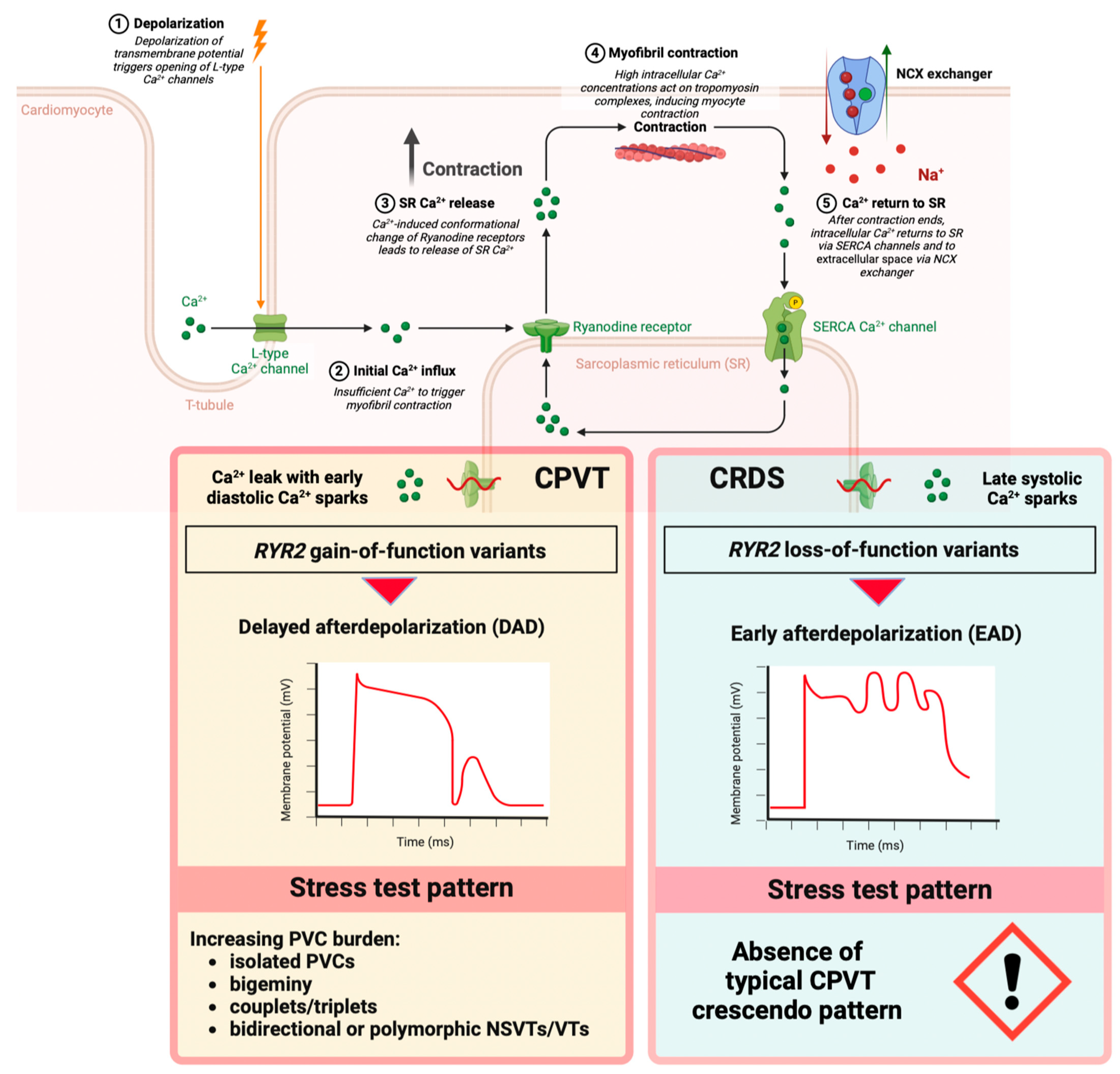 Cardiogenetics 14 00017 g001 Cardiogenetics 14 00017 g001