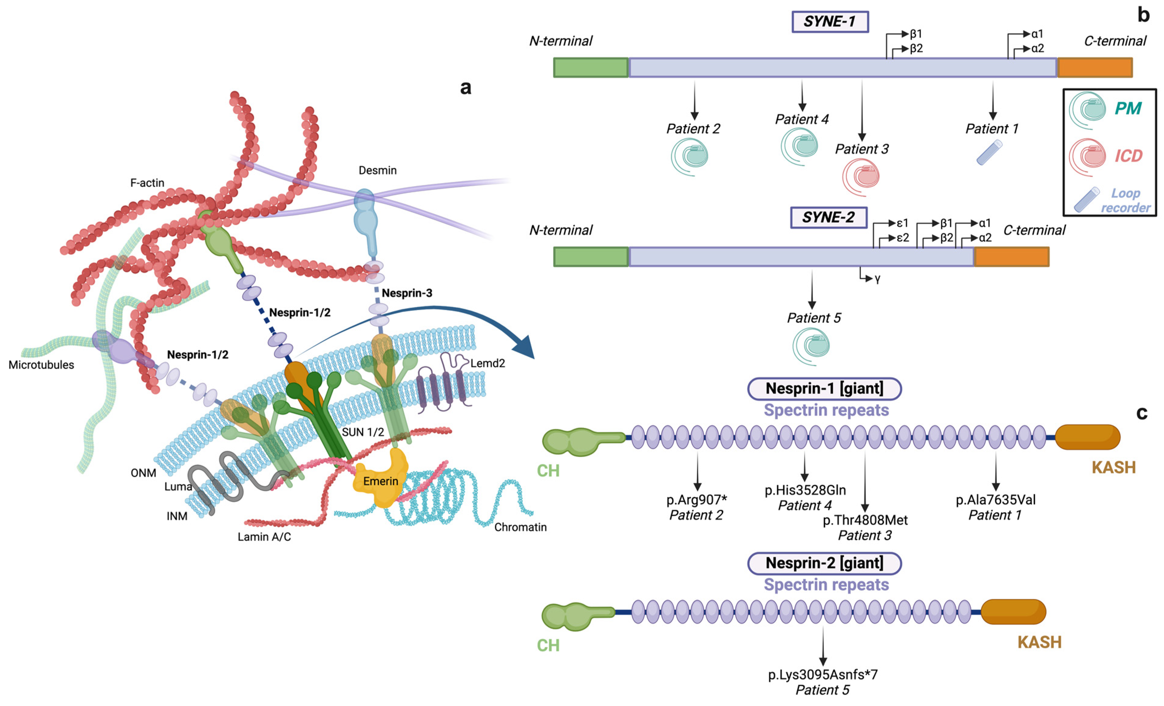 Cardiogenetics 15 00002 g002