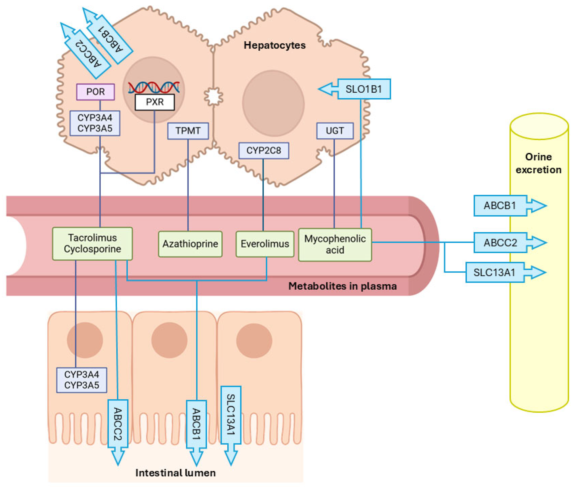 Cardiogenetics 15 00018 g002